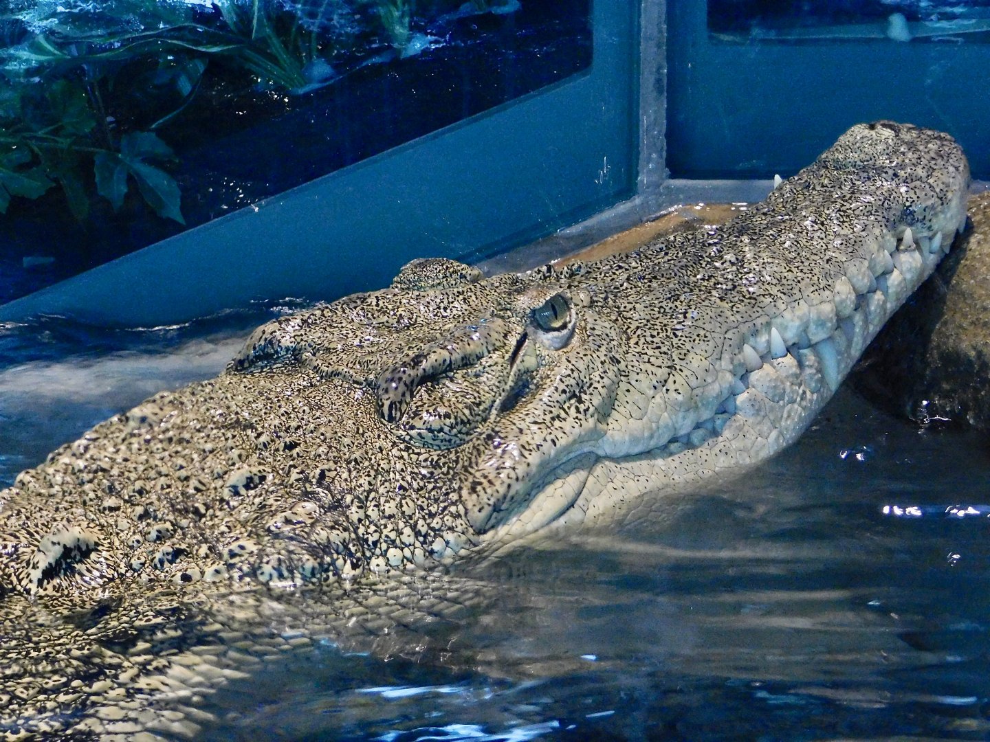 Saltwater Crocodile (Crocodylus porosus) - NIFREL