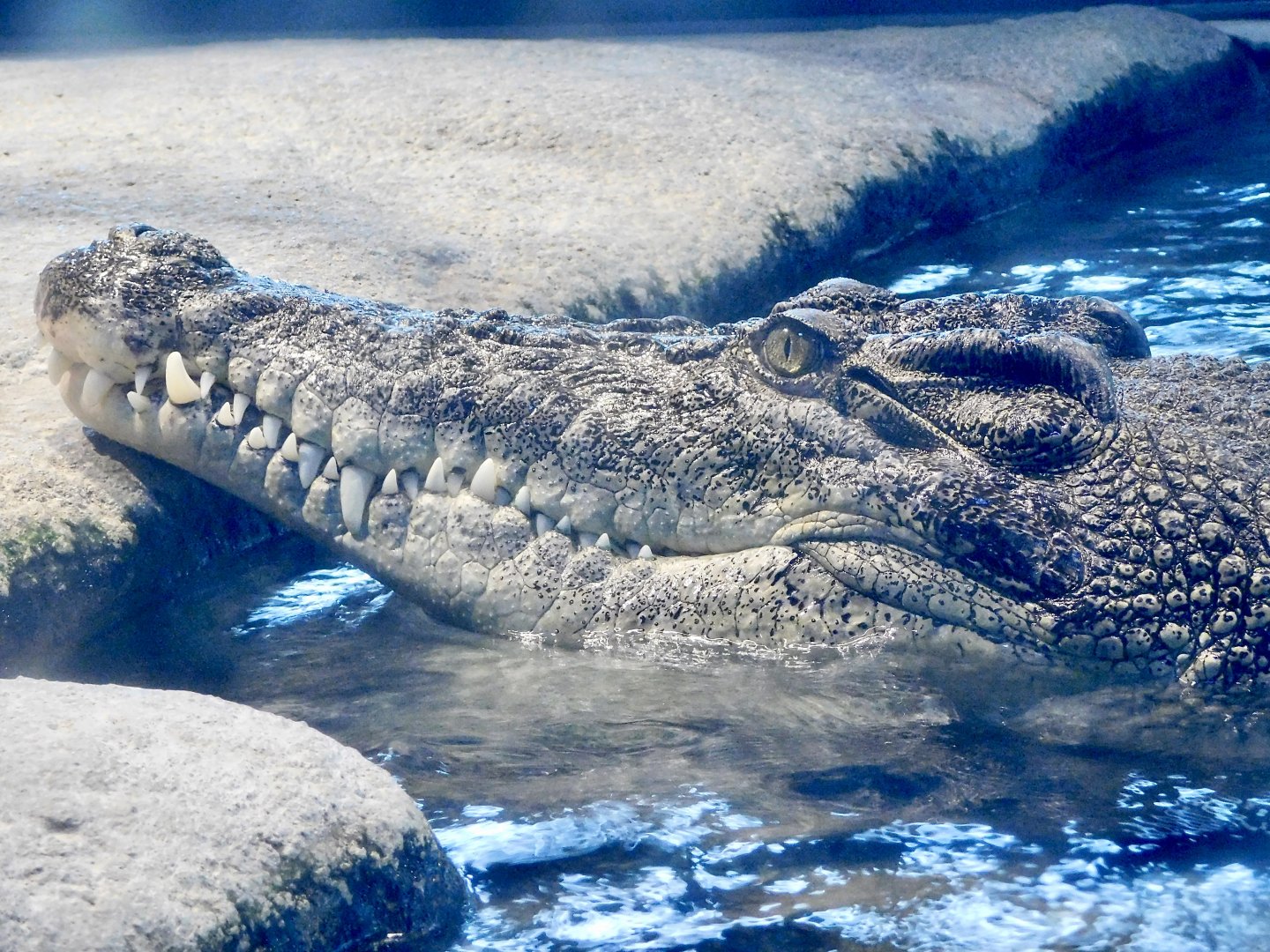 Saltwater Crocodile (Crocodylus porosus) - NIFREL