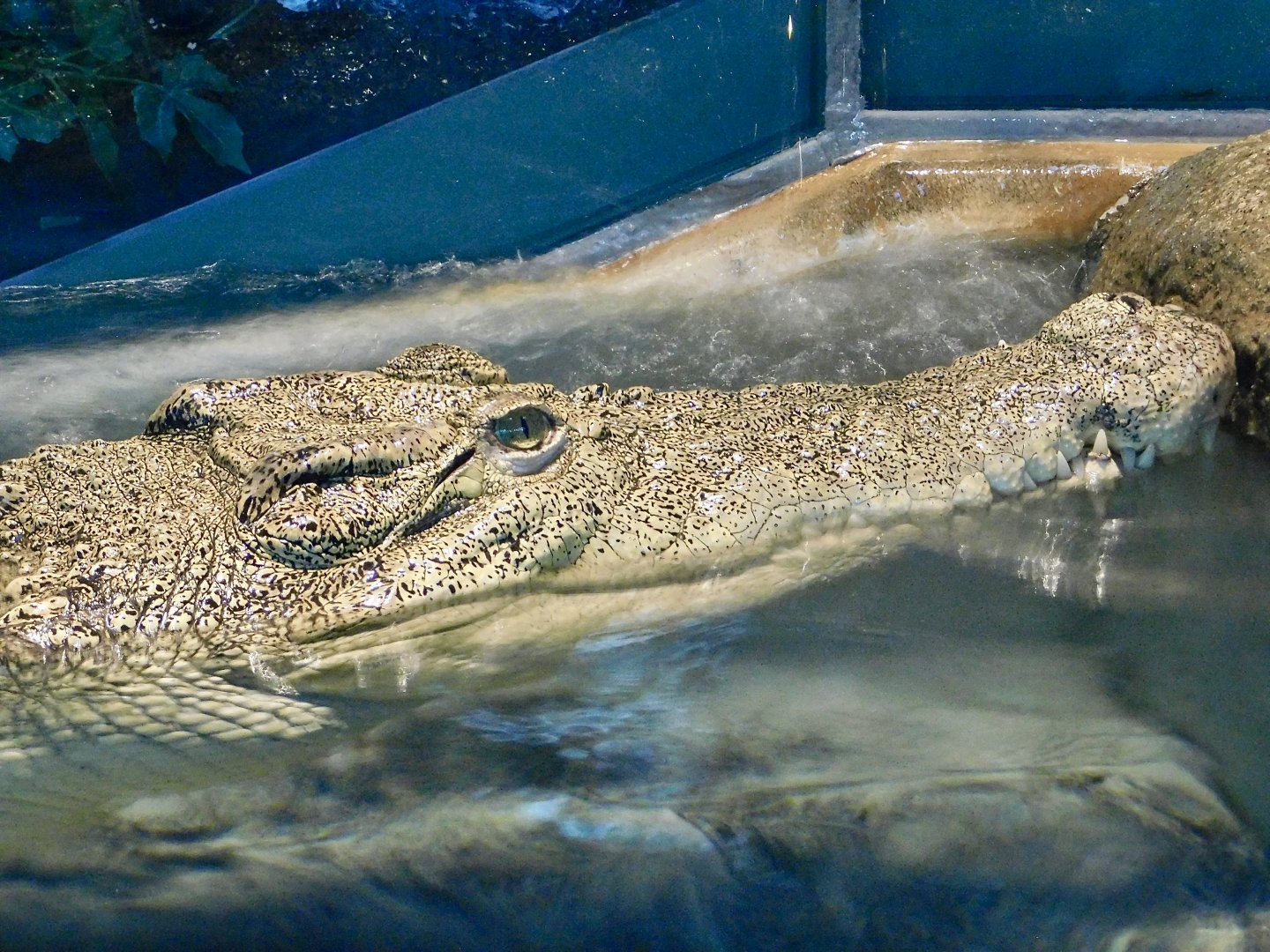 Saltwater Crocodile (Crocodylus porosus) - NIFREL