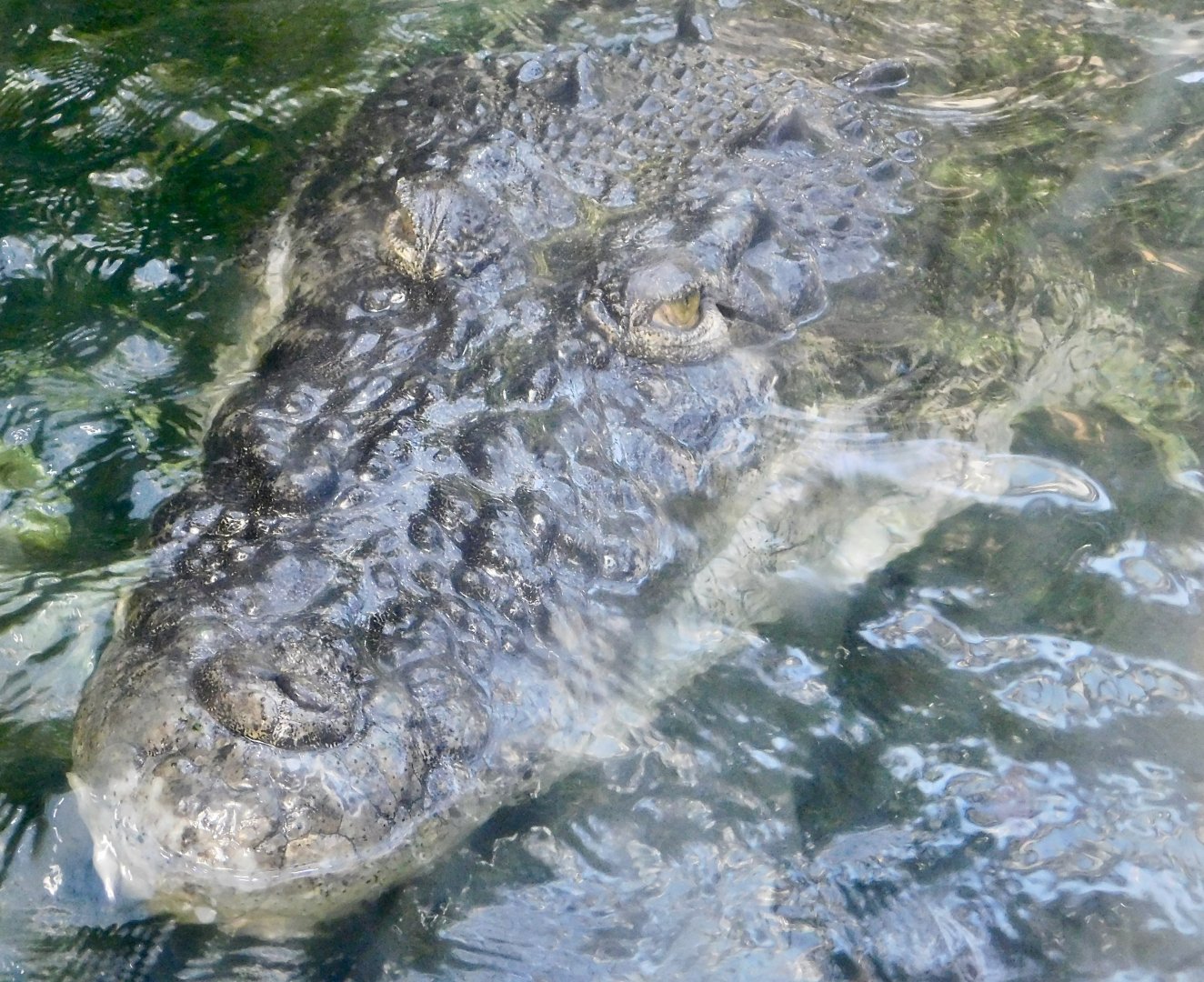 Saltwater Crocodile (Crocodylus porosus) November 29, 2025