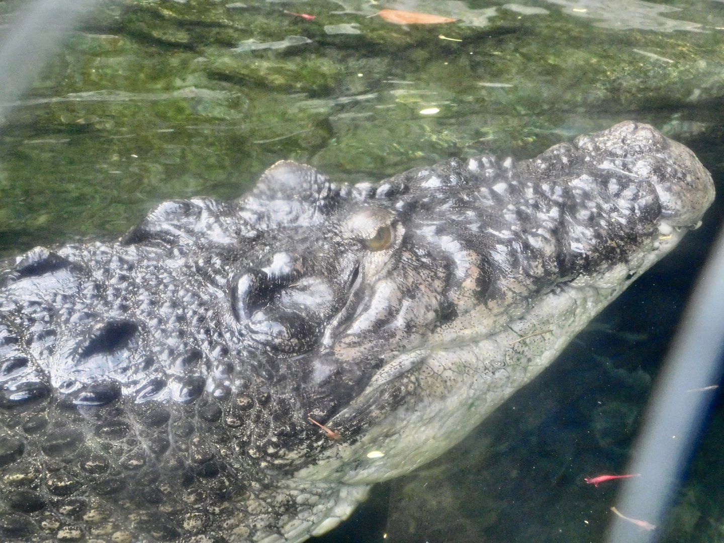 Saltwater Crocodile (Crocodylus porosus) October 18, 2025