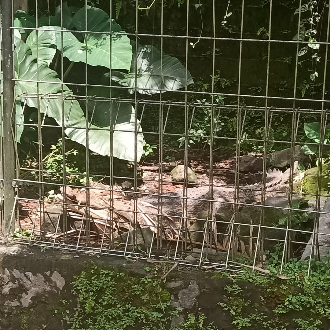 Saltwater crocodile (Crocodylus porosus) - Sato Loka Resto & Conservation Park