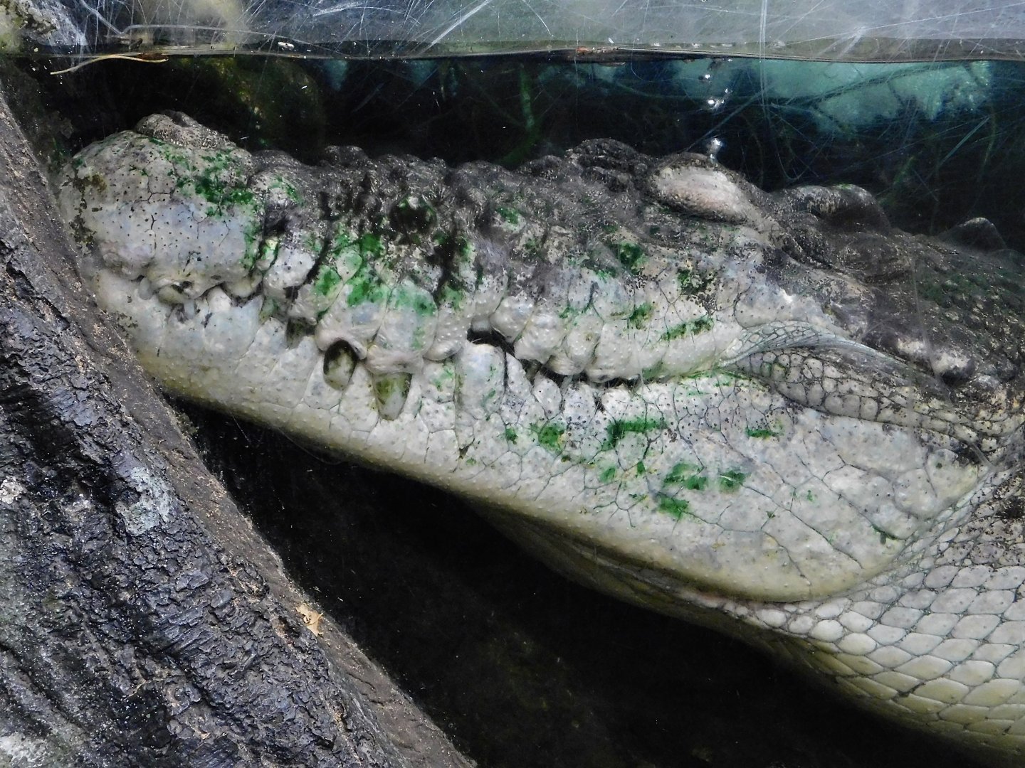 Saltwater Crocodile (Crocodylus porosus) September 13, 2025