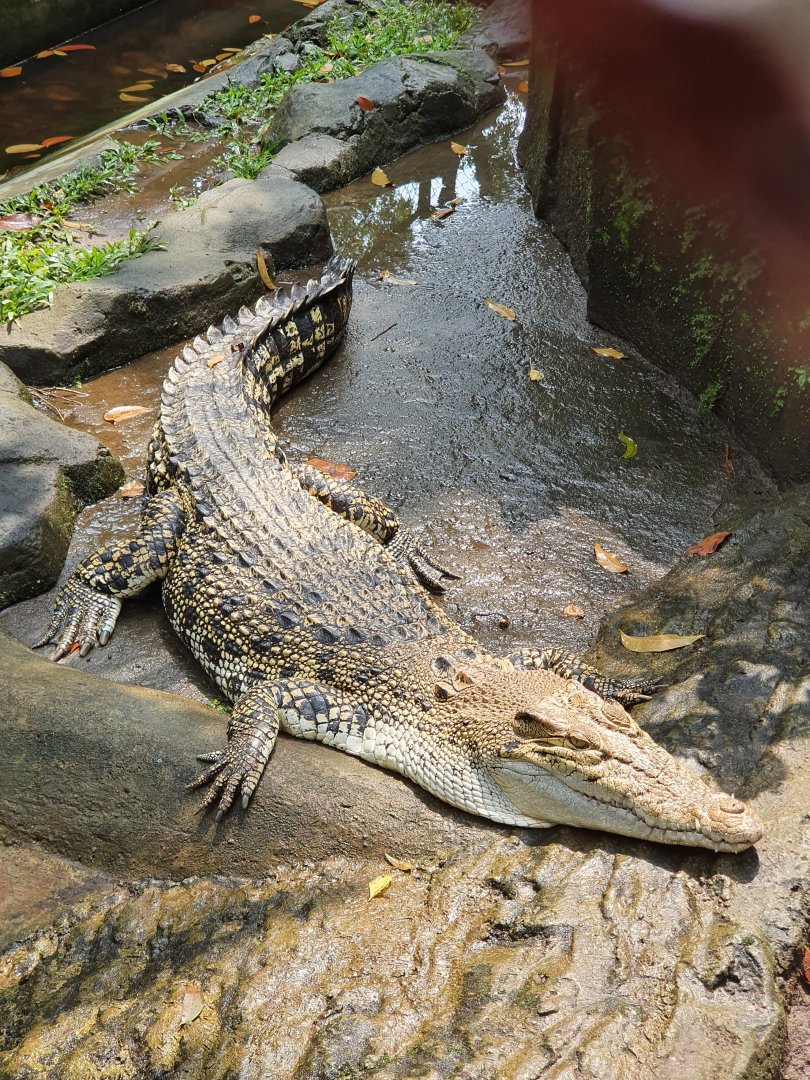 Saltwater Crocodile (Crocodylus porosus) - Taru Jurug Zoo