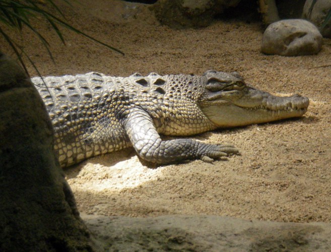 Saltwater Crocodile (Crocodylus porosus)