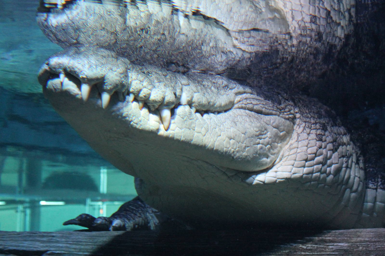 saltwater crocodile (Crocodylus porosus)