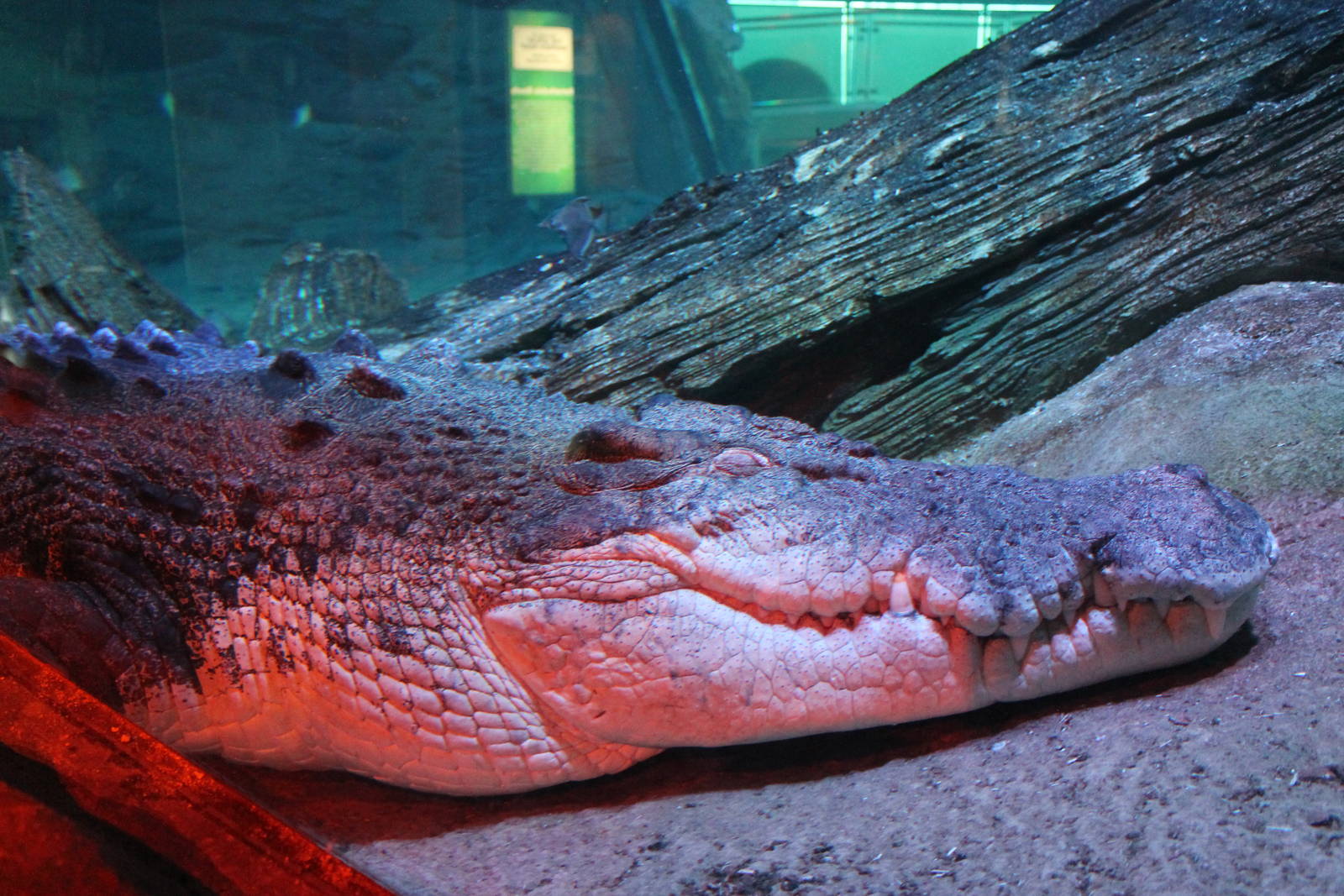 saltwater crocodile (Crocodylus porosus)