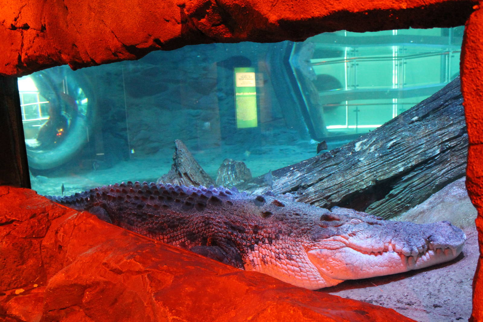 saltwater crocodile (Crocodylus porosus)
