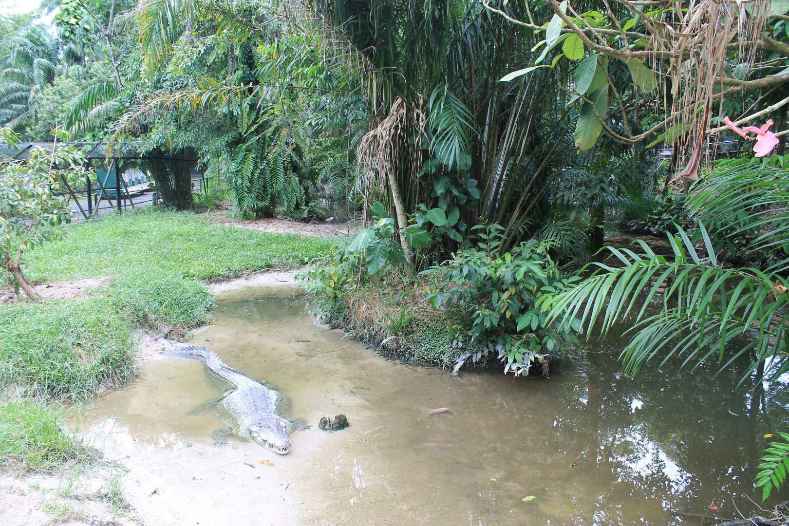 Saltwater Crocodile (Crocodylus porosus)