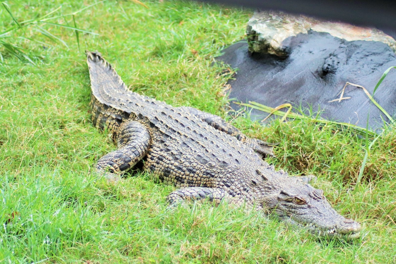 Saltwater Crocodile (Crocodylus porosus)