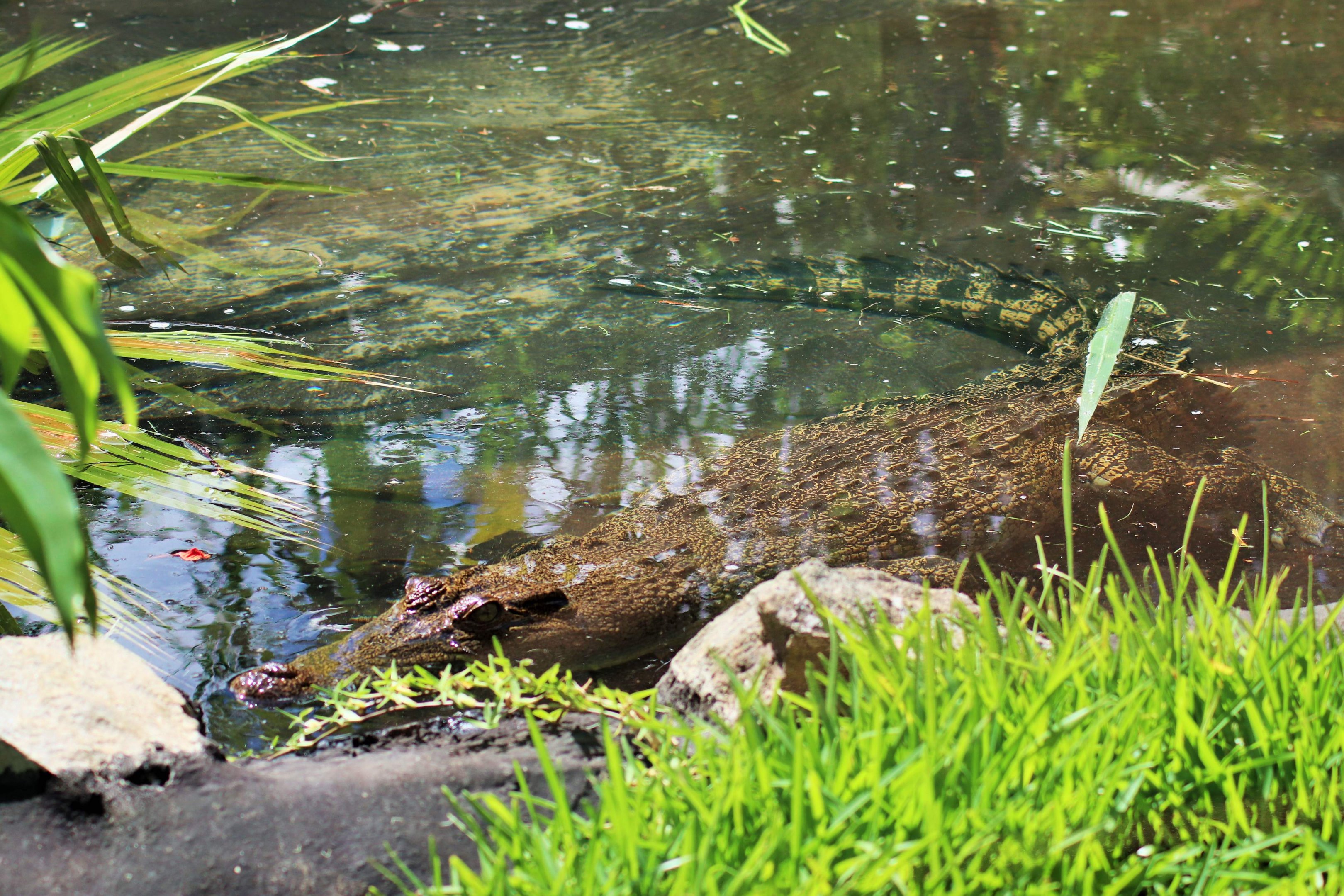 Saltwater Crocodile (Crocodylus porosus)