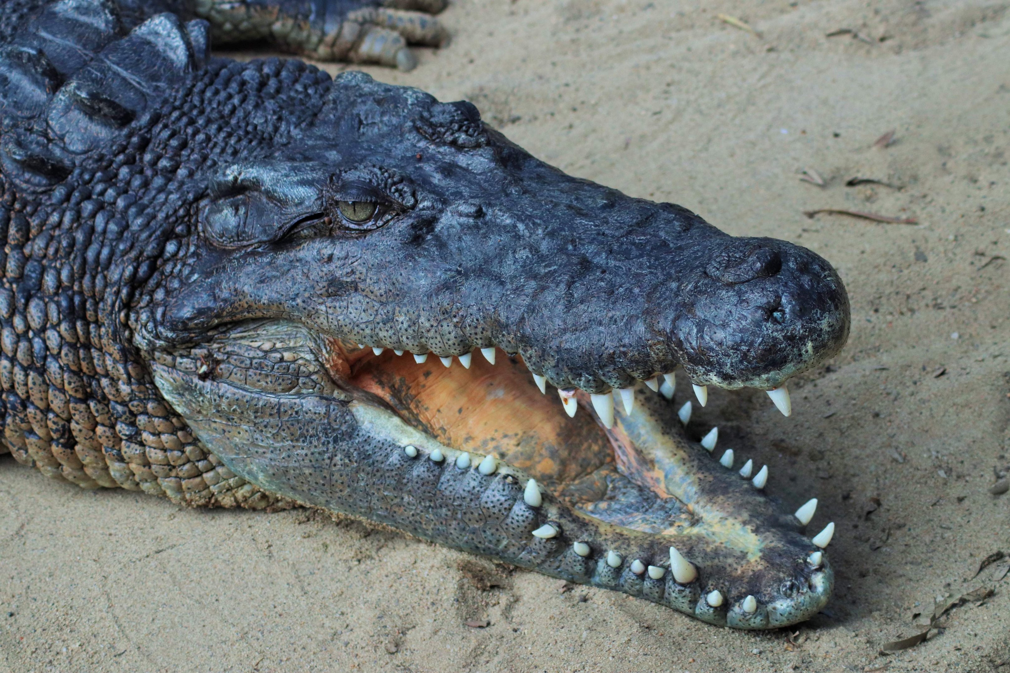 Saltwater Crocodile (Crocodylus porosus)