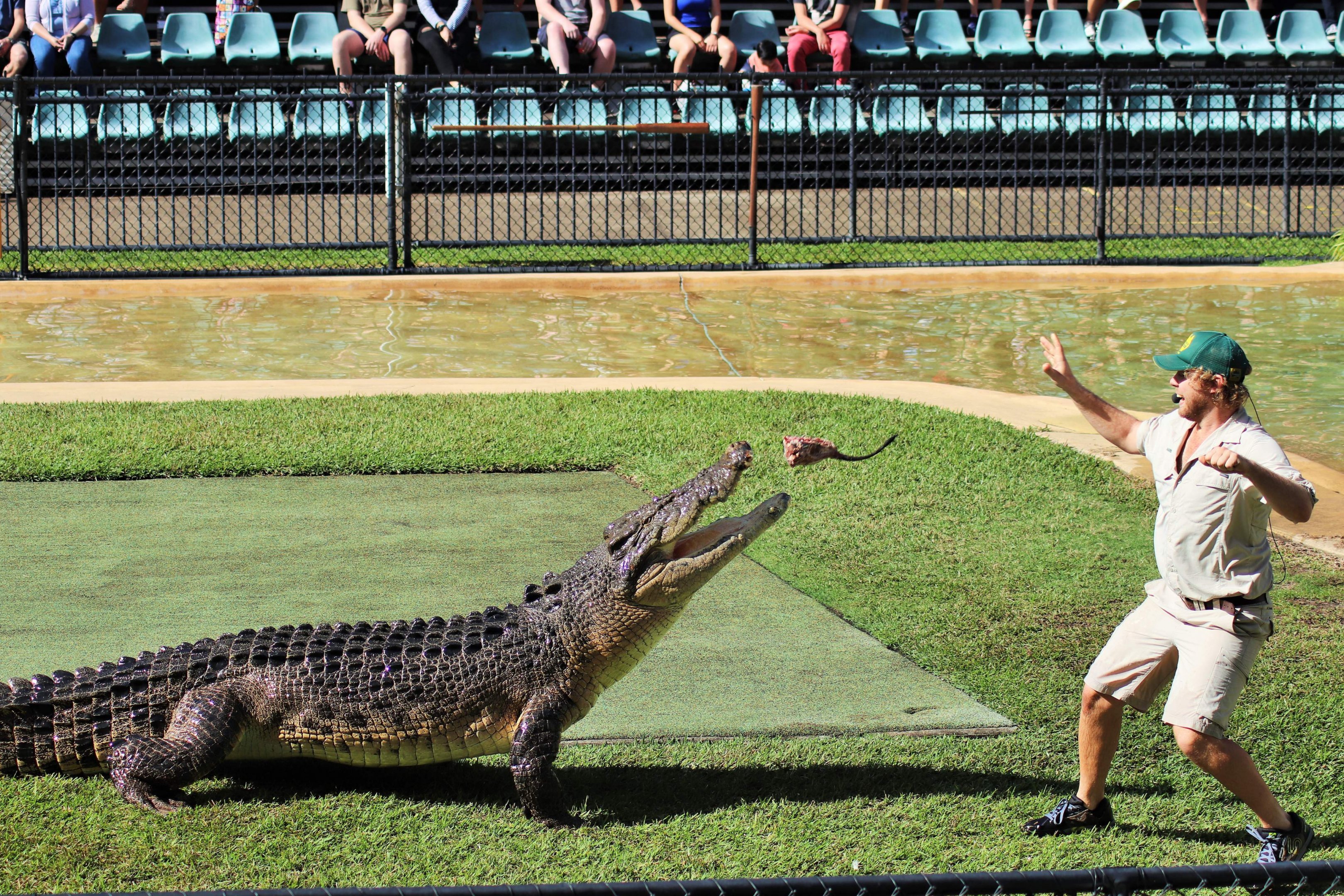 Saltwater Crocodile (Crocodylus porosus)