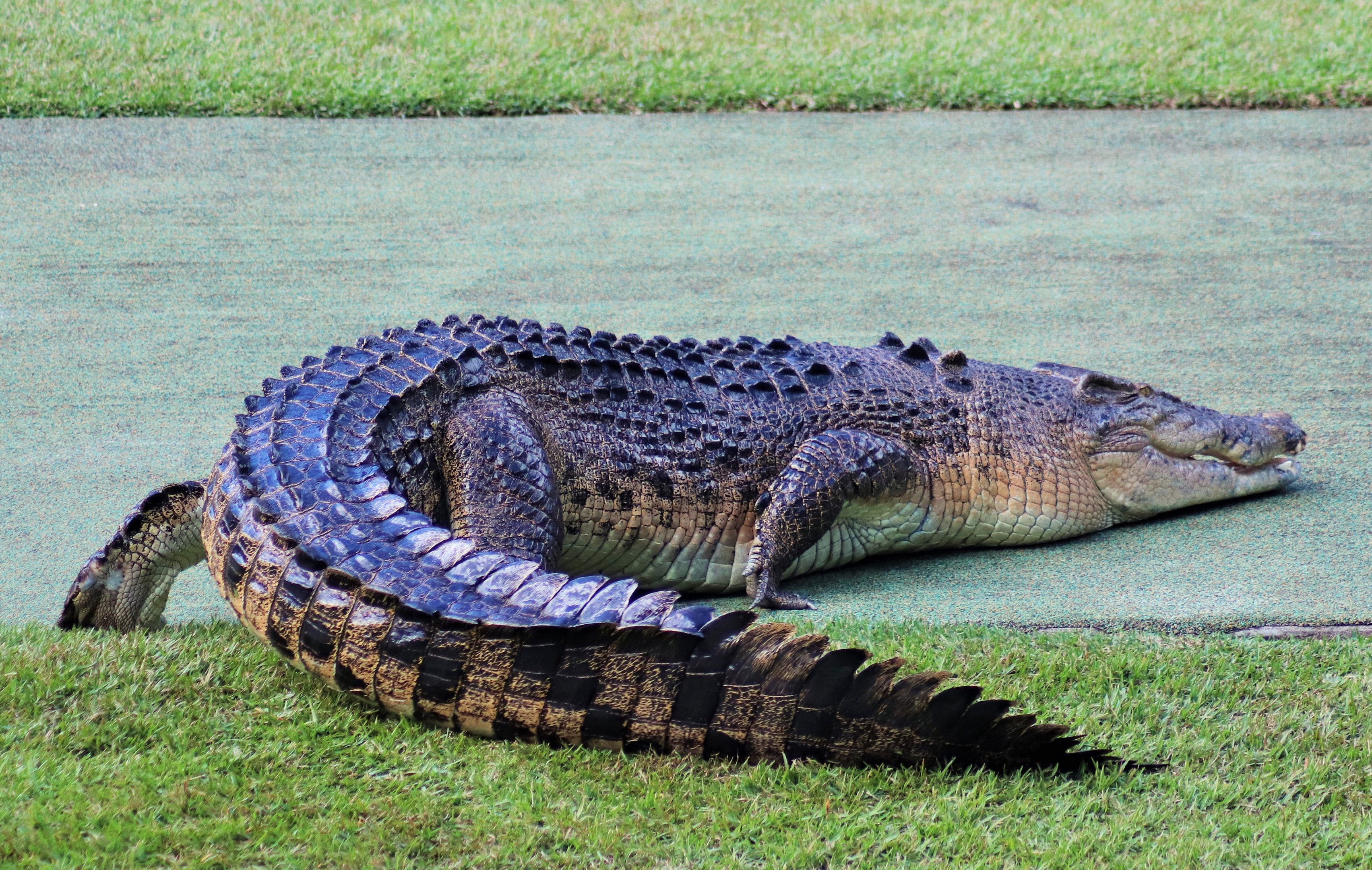 Saltwater Crocodile (Crocodylus porosus)