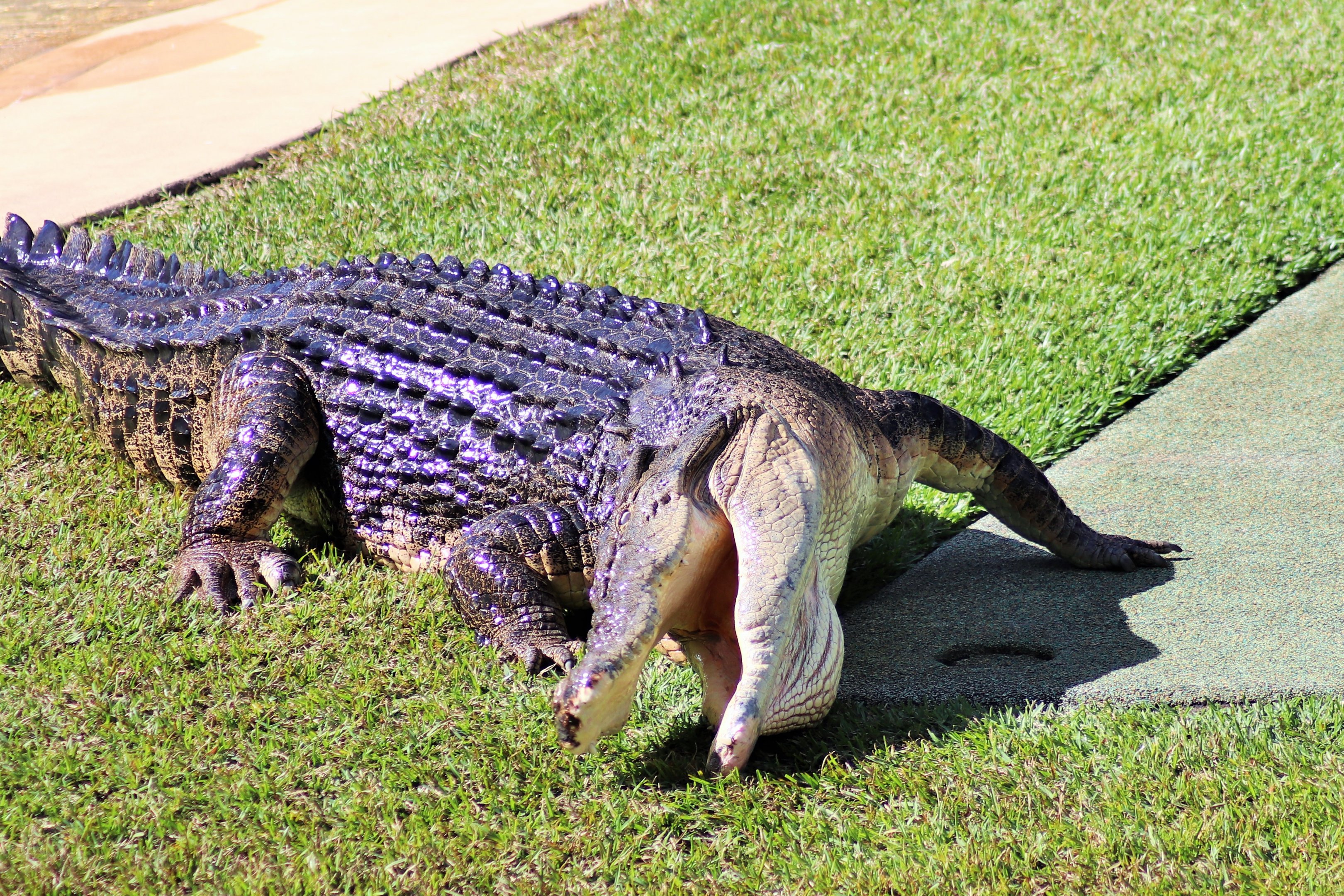 Saltwater Crocodile (Crocodylus porosus)