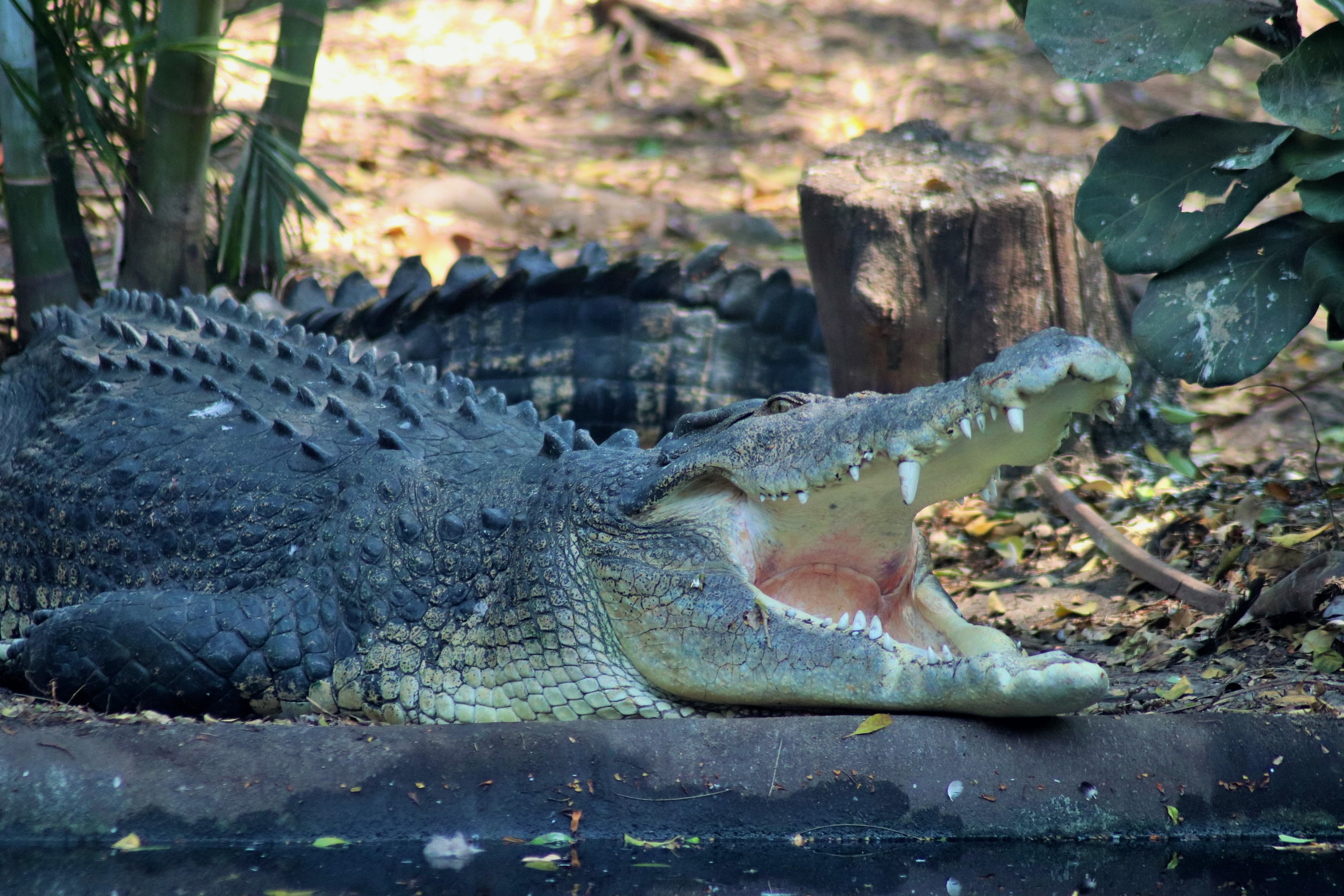 Saltwater Crocodile (Crocodylus porosus)