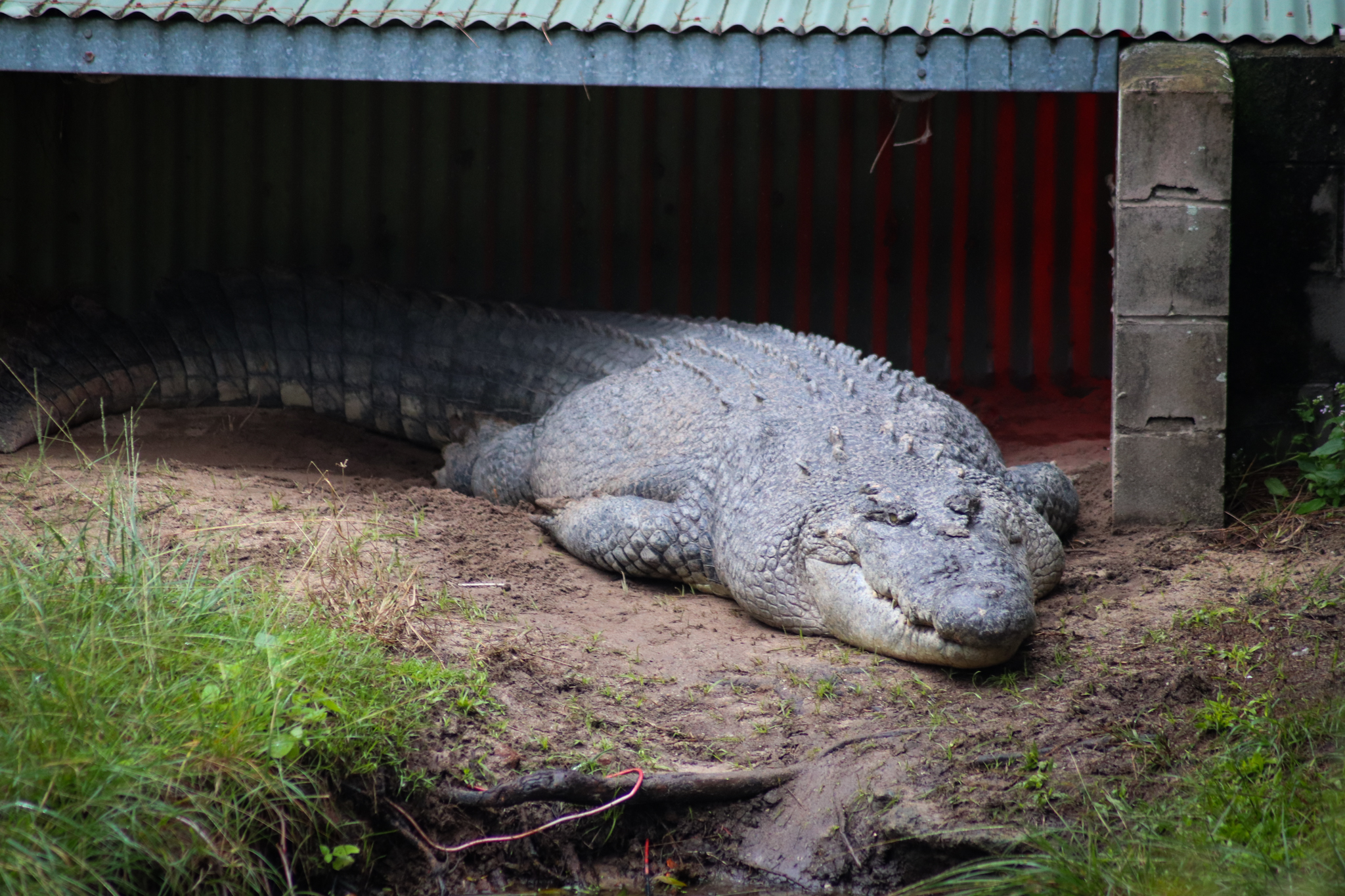 Saltwater Crocodile (Crocodylus porosus)