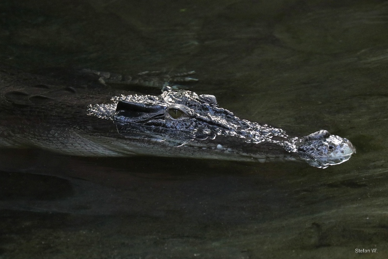 Saltwater crocodile (Crocodylus porosus)