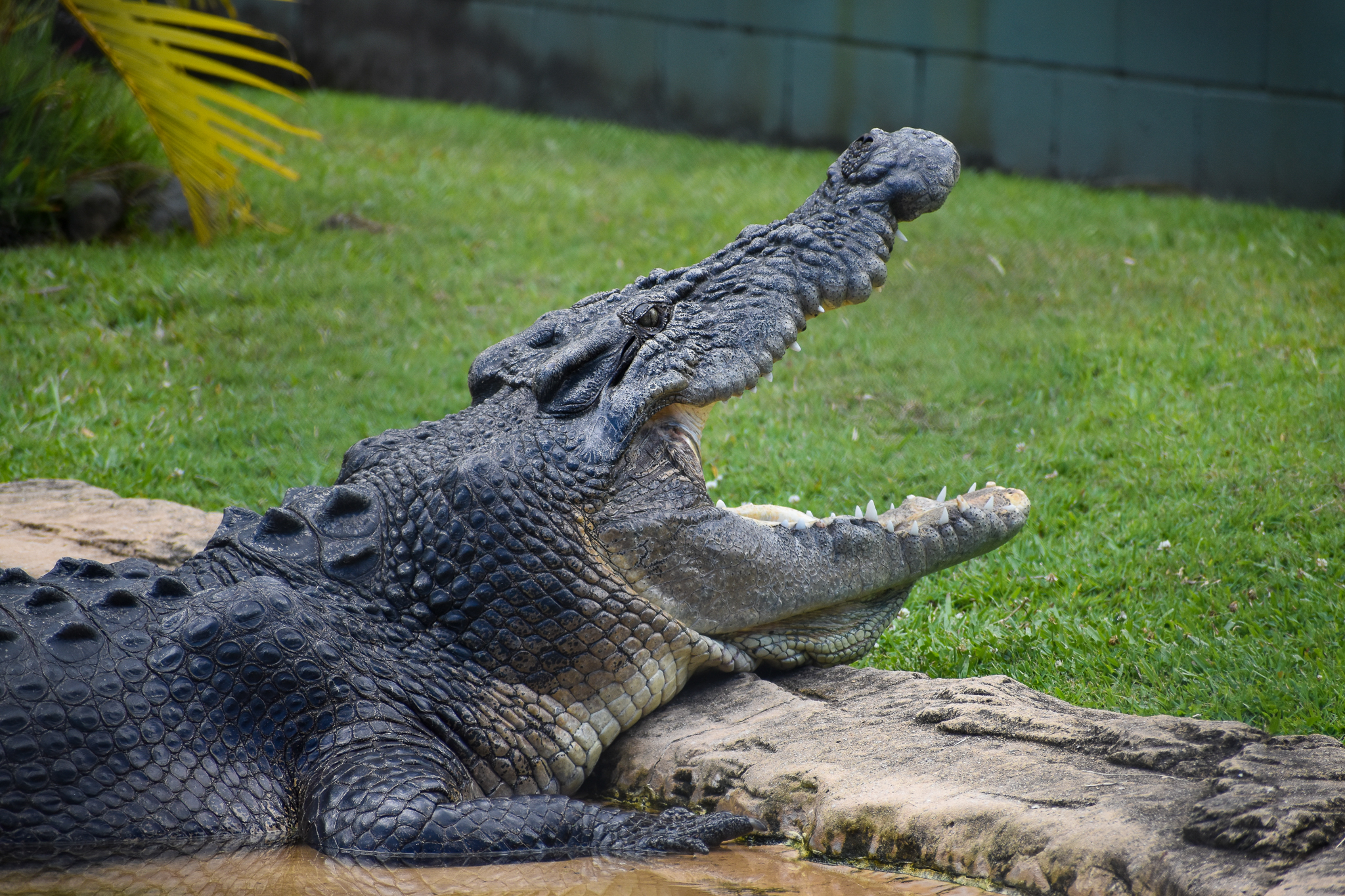 Saltwater Crocodile (Crocodylus porosus)