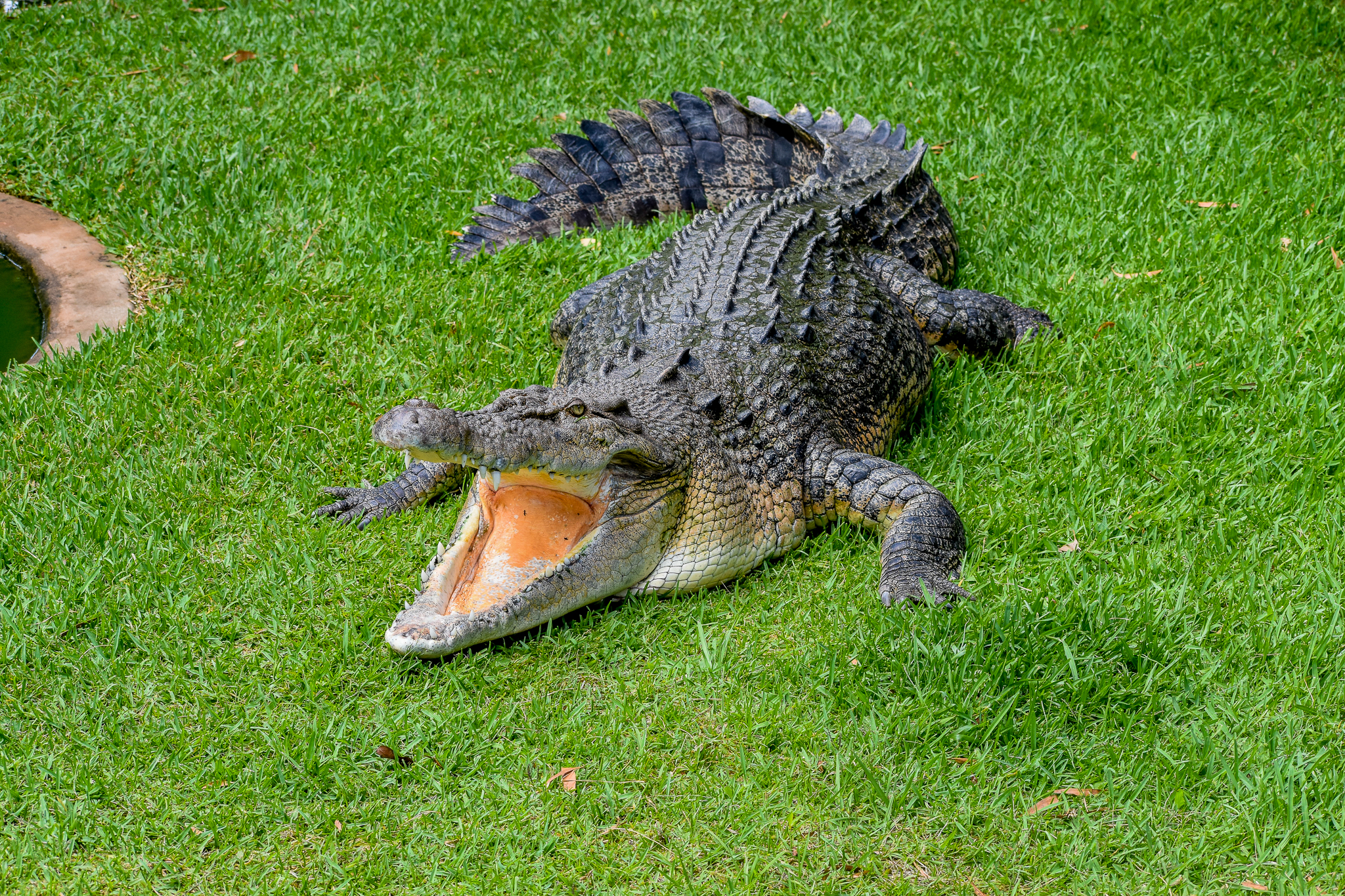 Saltwater Crocodile (Crocodylus porosus)