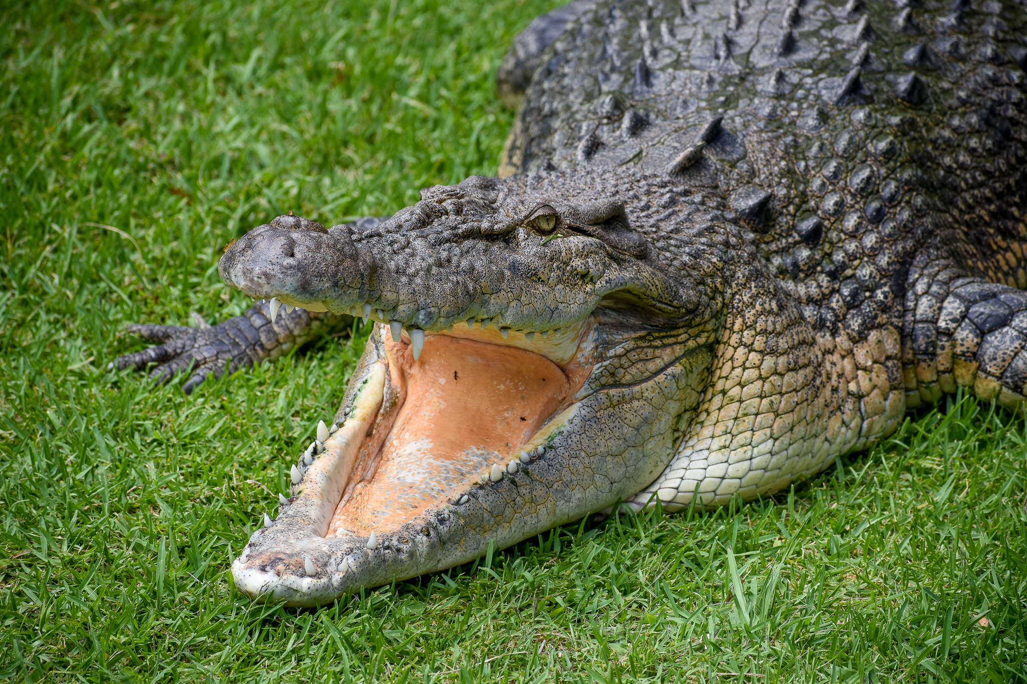Saltwater Crocodile (Crocodylus porosus)