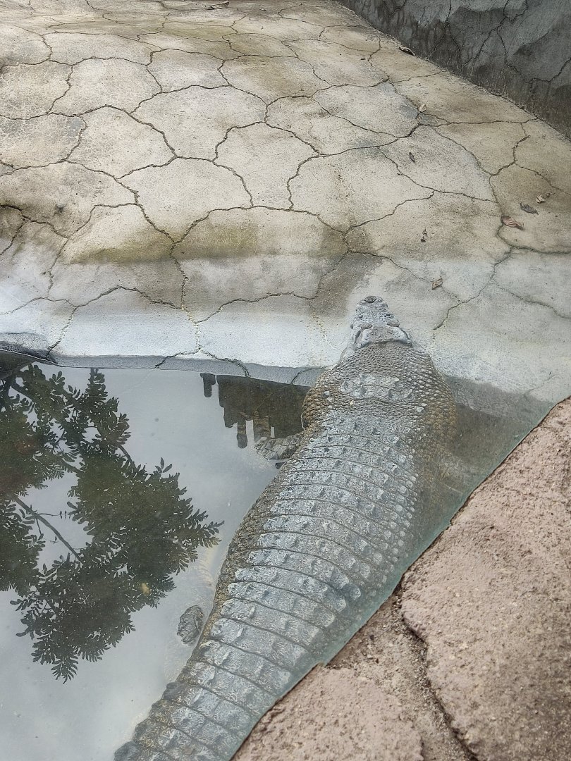 Saltwater Crocodile (Crocodylus porosus)