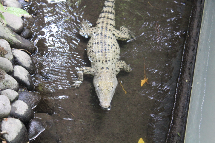 Saltwater crocodile (Crocodylus porosus)