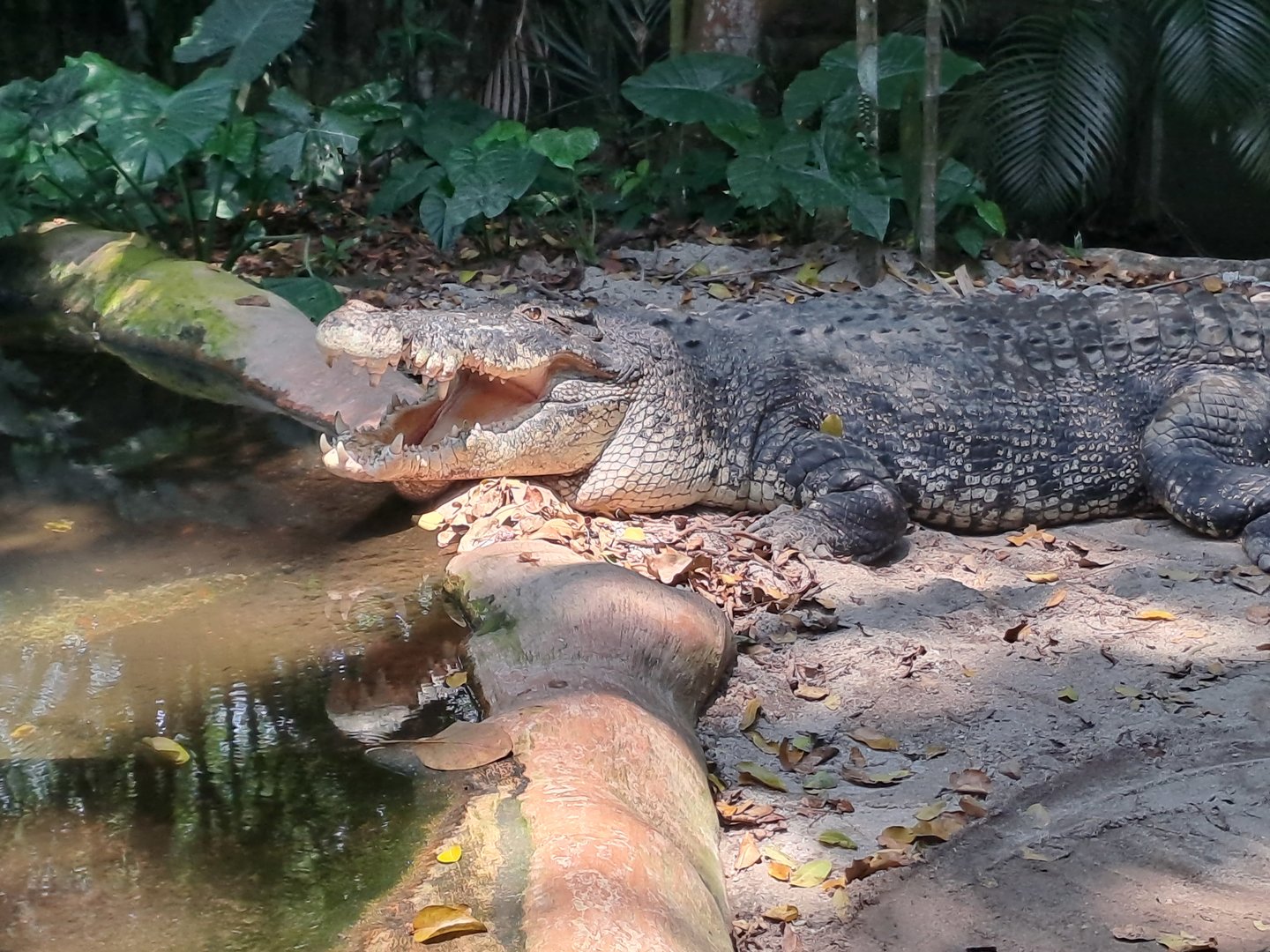 Saltwater Crocodile (Crocodylus porosus)
