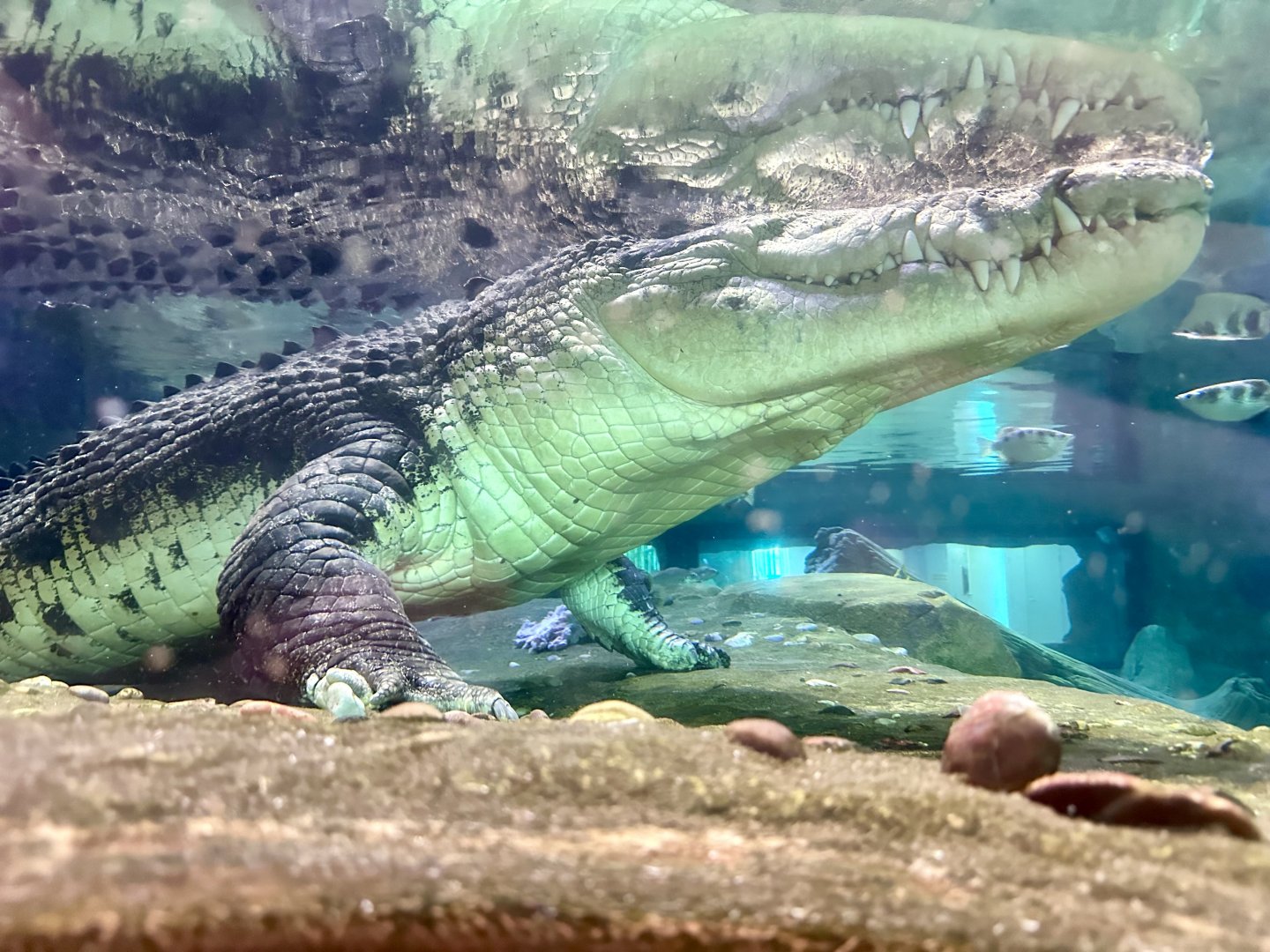Saltwater crocodile (Crocodylus porosus)