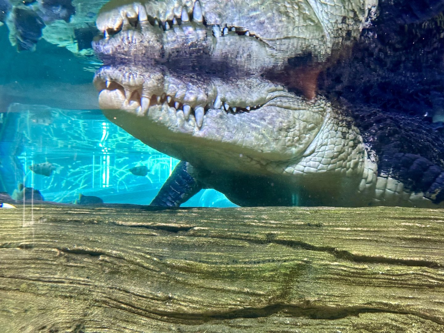 Saltwater crocodile (Crocodylus porosus)