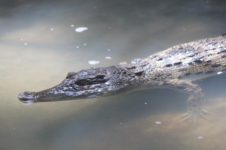 Saltwater crocodile (Crocodylus porosus)