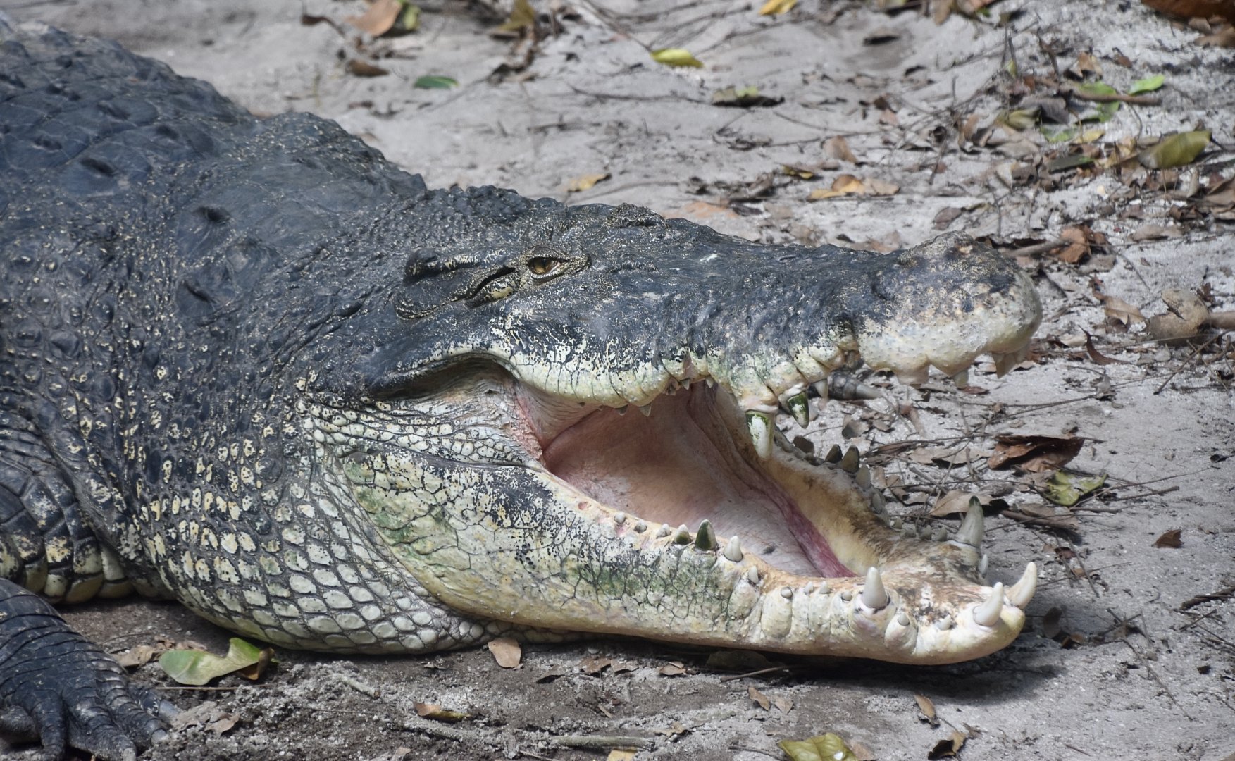 Saltwater Crocodile (Crocodylus porosus)