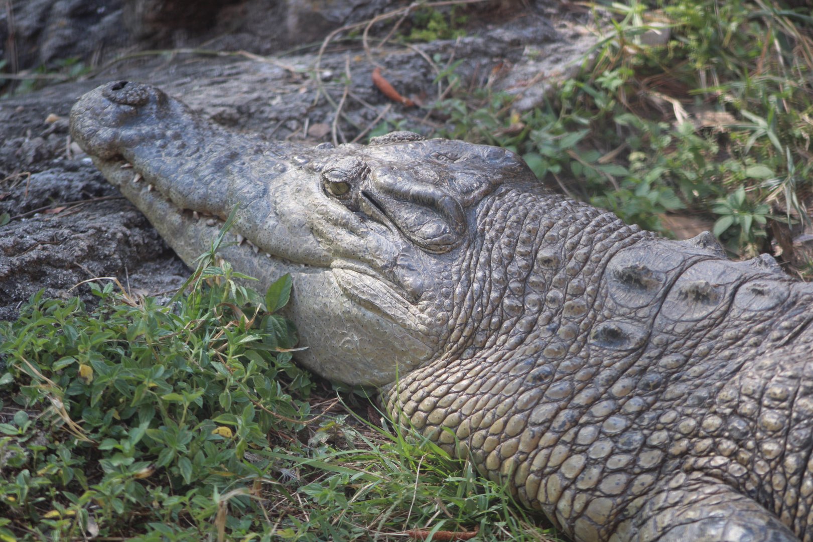 Saltwater Crocodile (Crocodylus porosus)