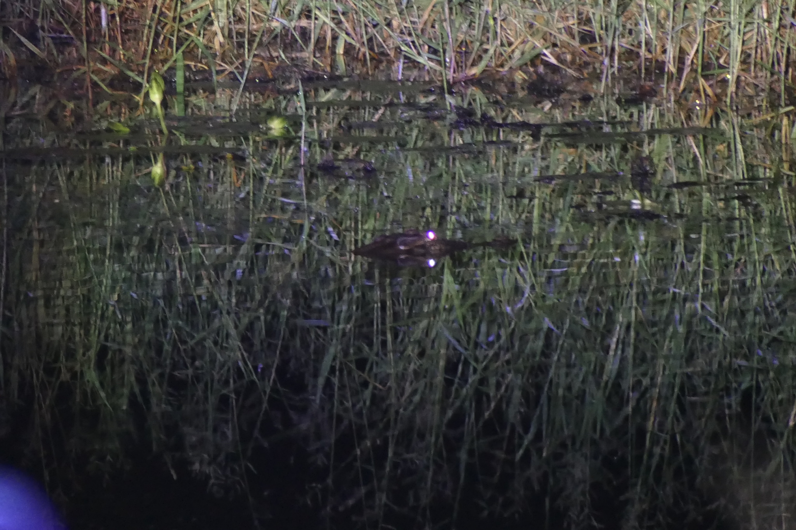 Saltwater Crocodile (Crocodylus porosus)