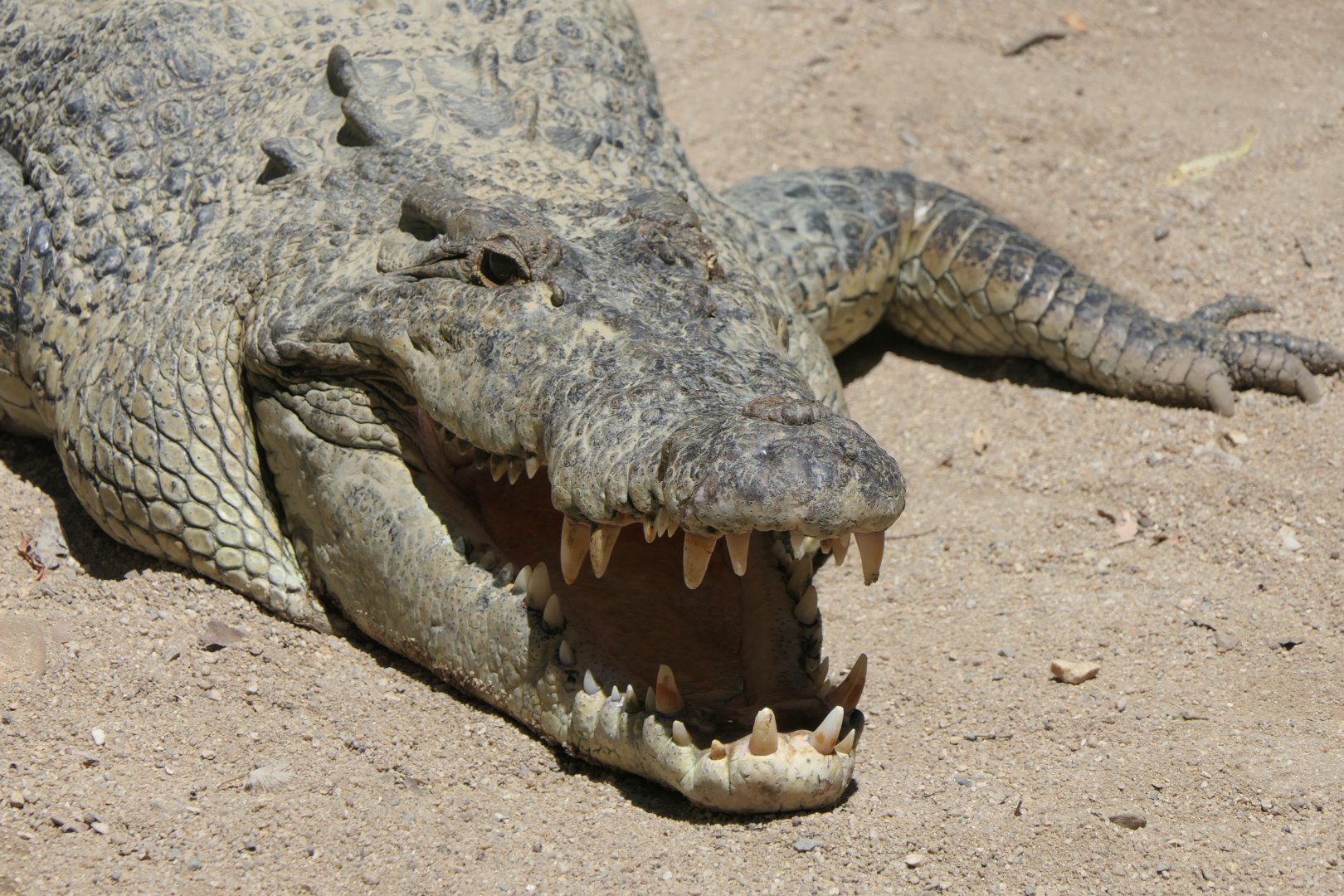 Saltwater Crocodile (Crocodylus porosus)