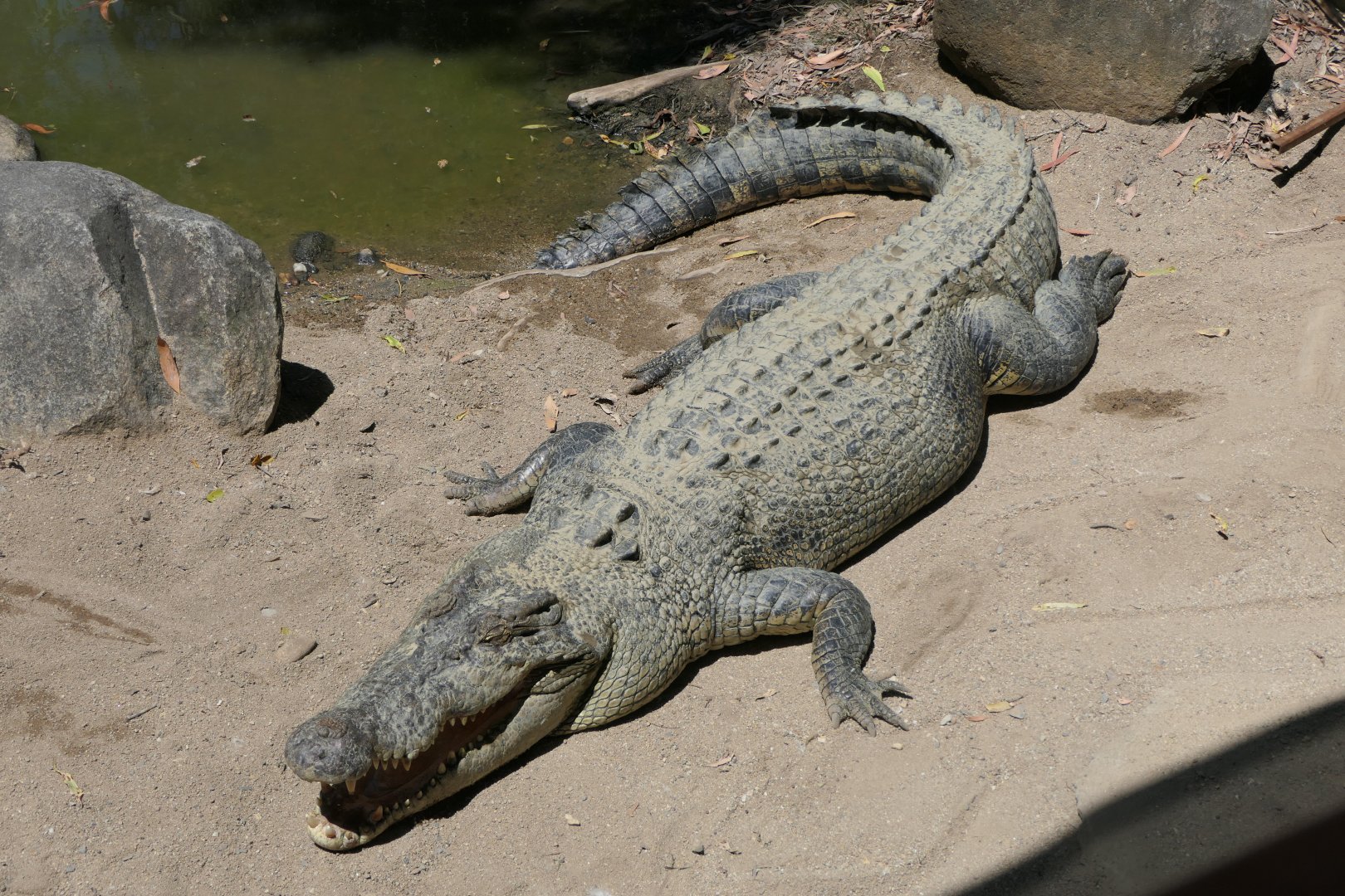 Saltwater Crocodile (Crocodylus porosus)