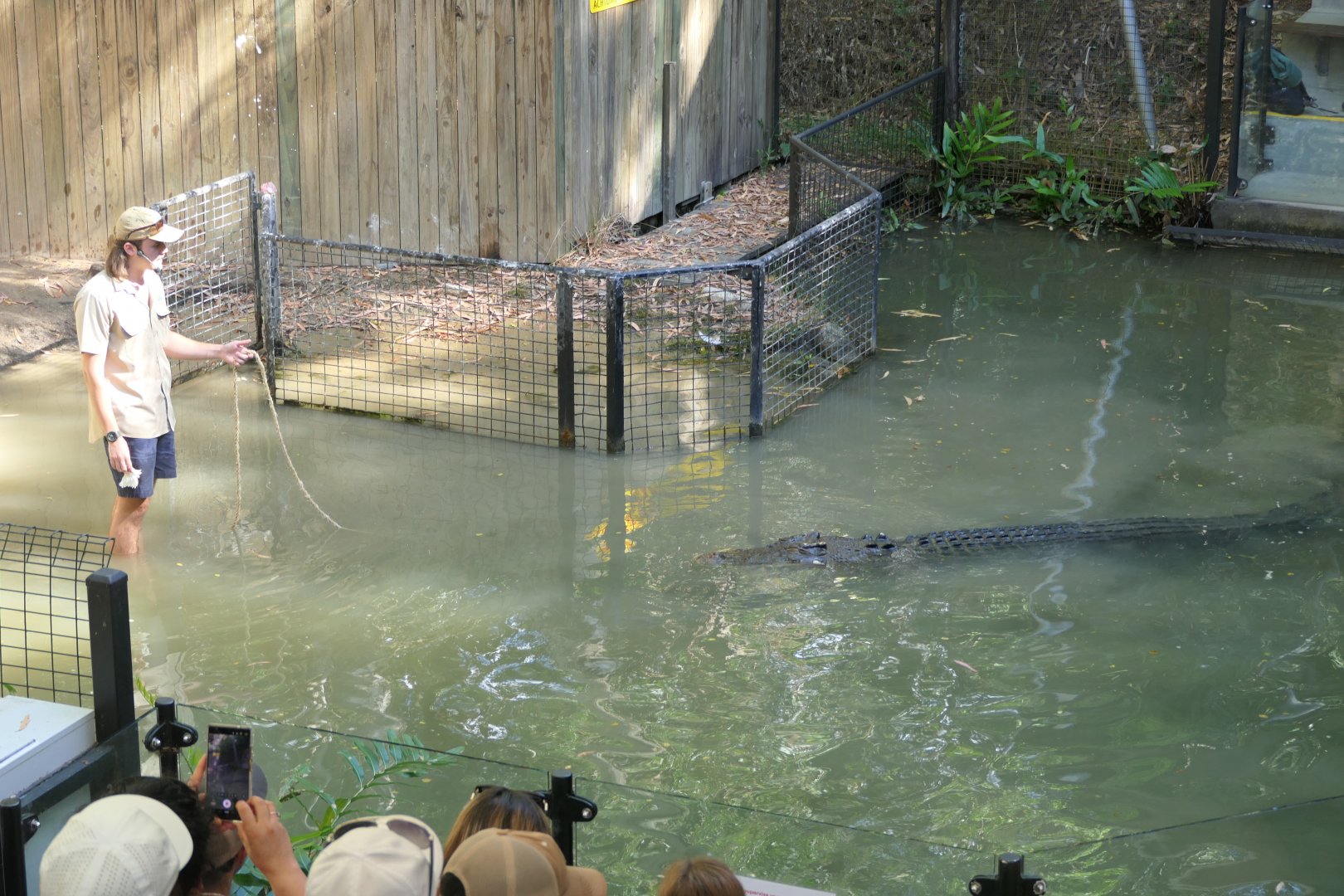 Saltwater Crocodile (Crocodylus porosus)