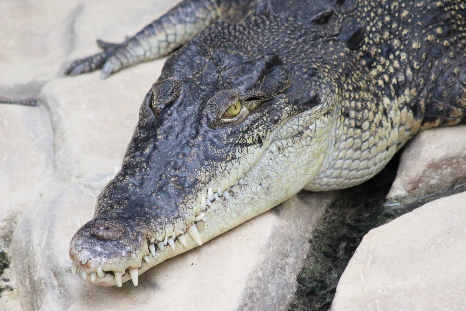 Saltwater Crocodile @ Crocs of the World 23.09.2016