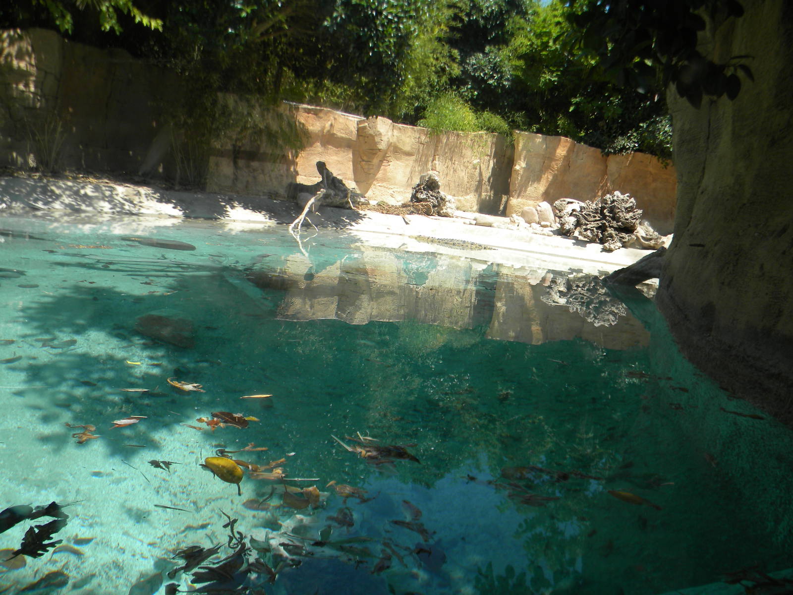 Saltwater Crocodile enclosure at Terra Natura 29/07/11