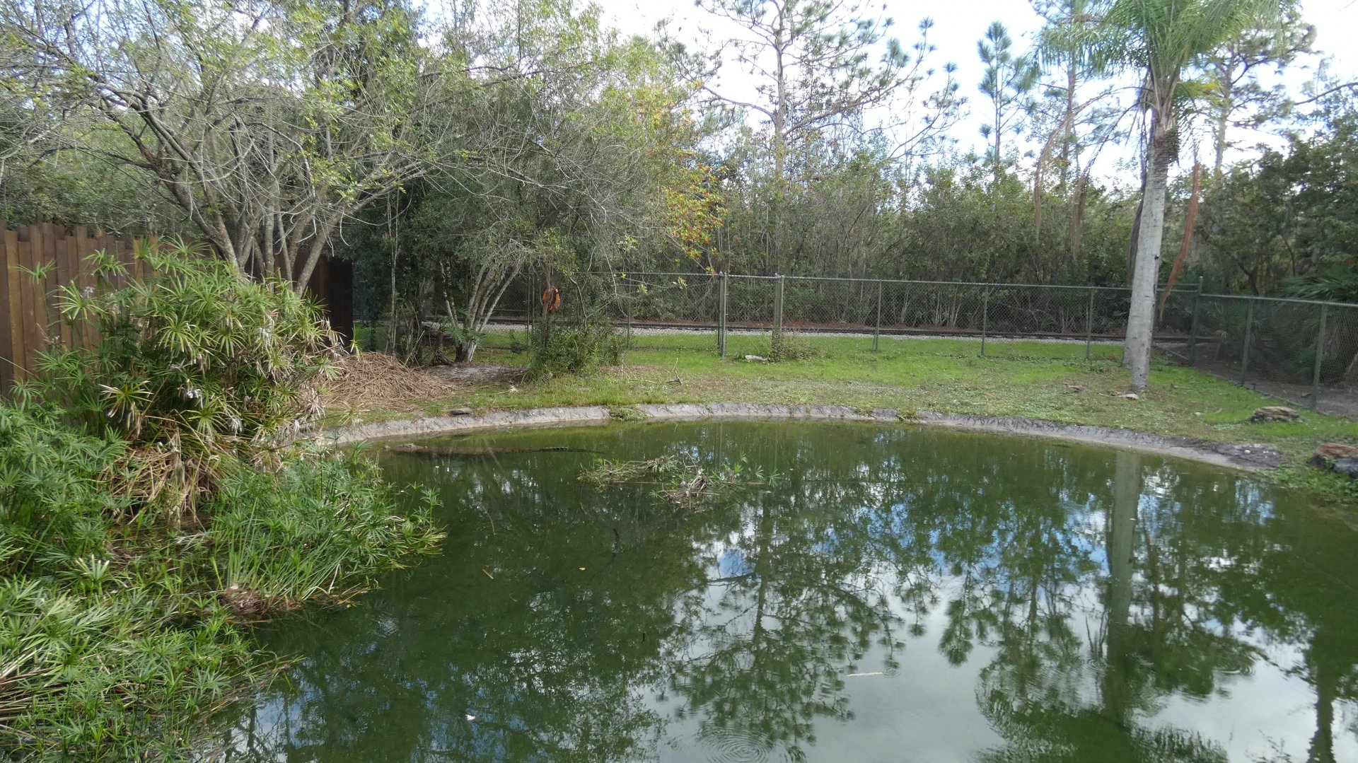 Saltwater Crocodile Enclosure, Crocs of the World - Jan. 2022