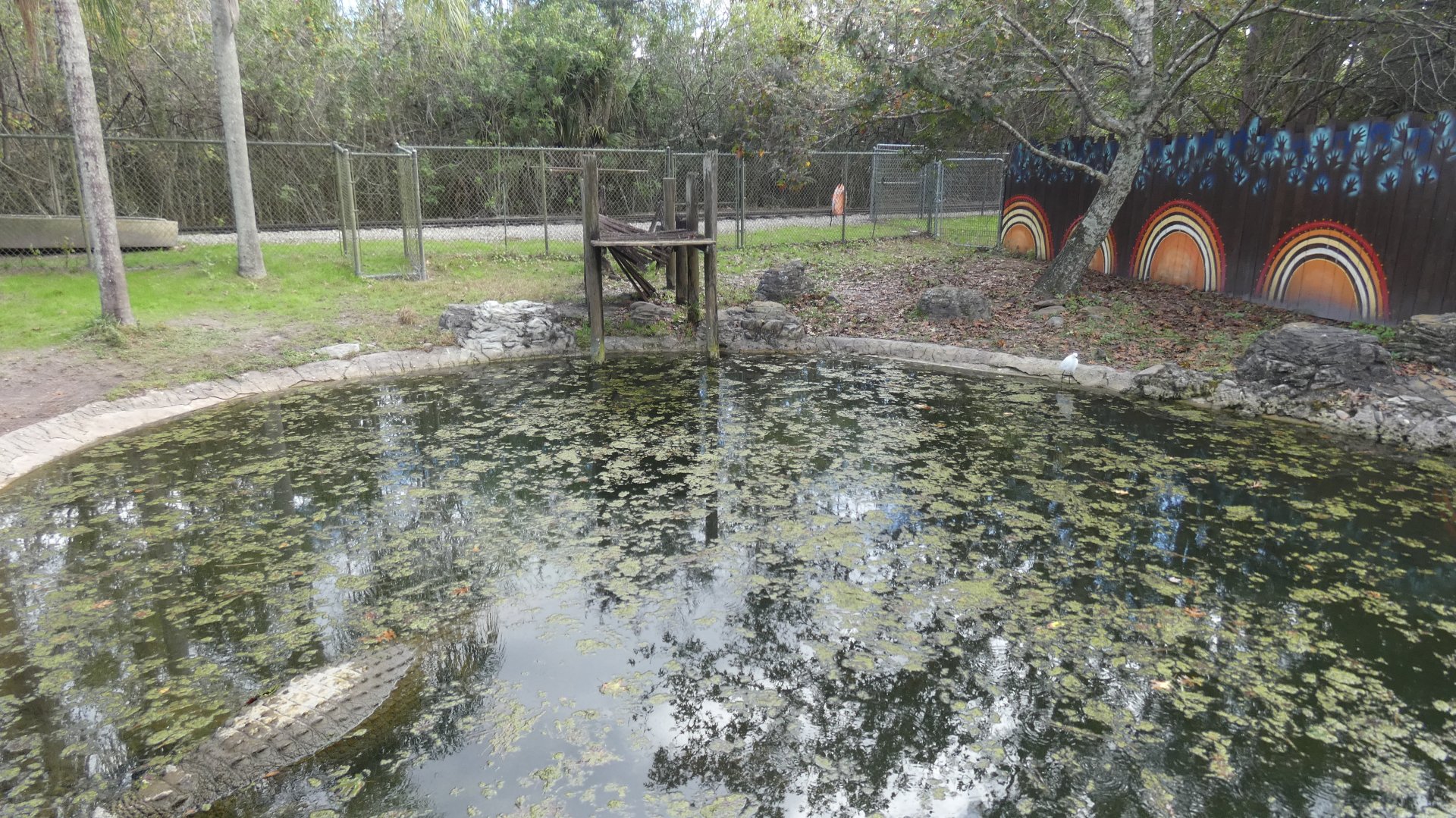 Saltwater Crocodile Enclosure, Crocs of the World - Jan. 2022