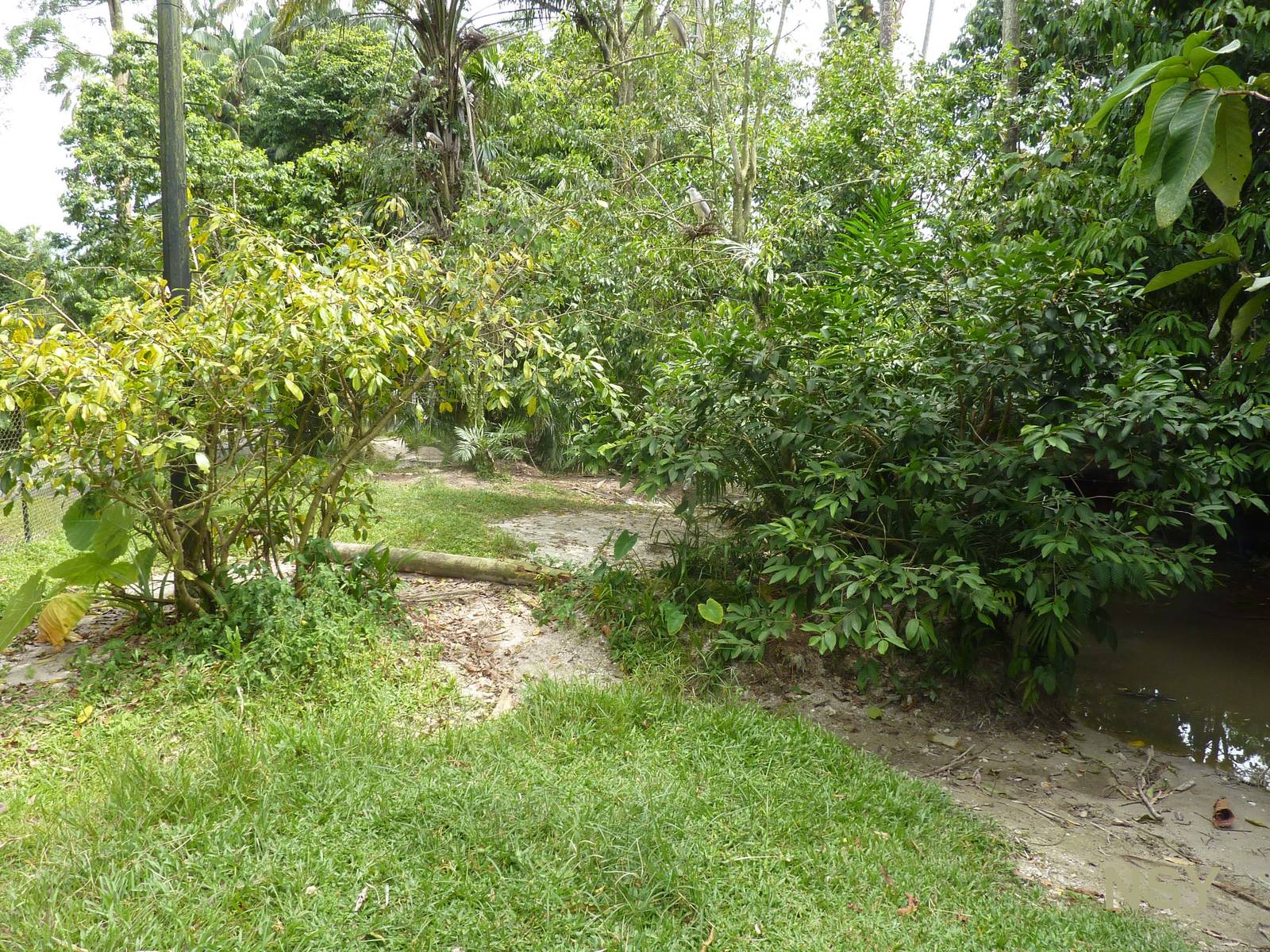 Saltwater crocodile enclosure, May 2013