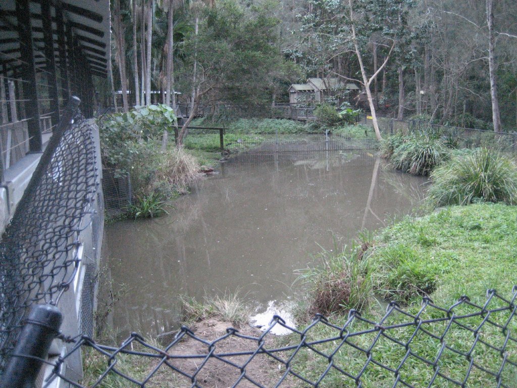 Saltwater Crocodile enclosure