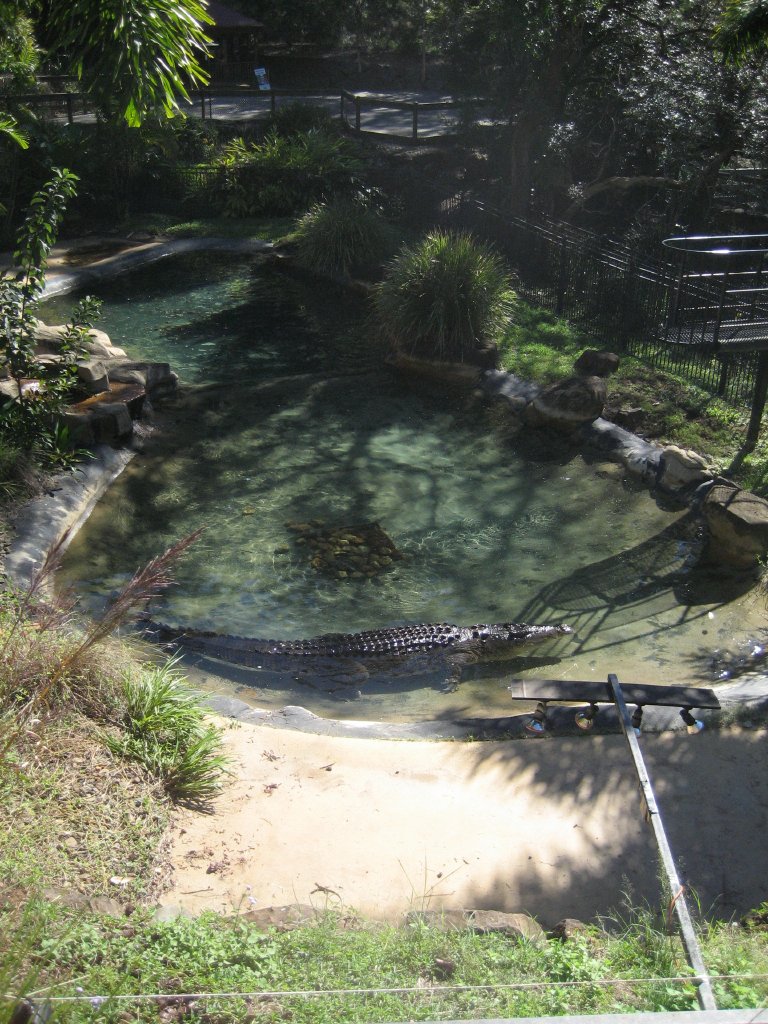 Saltwater Crocodile enclosure
