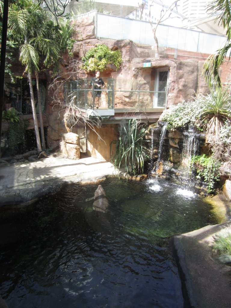 Saltwater Crocodile Enclosure