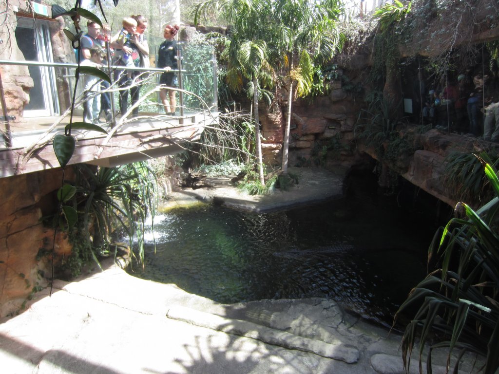Saltwater Crocodile Enclosure