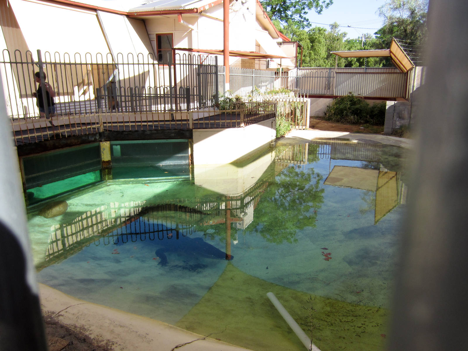 Saltwater Crocodile enclosure