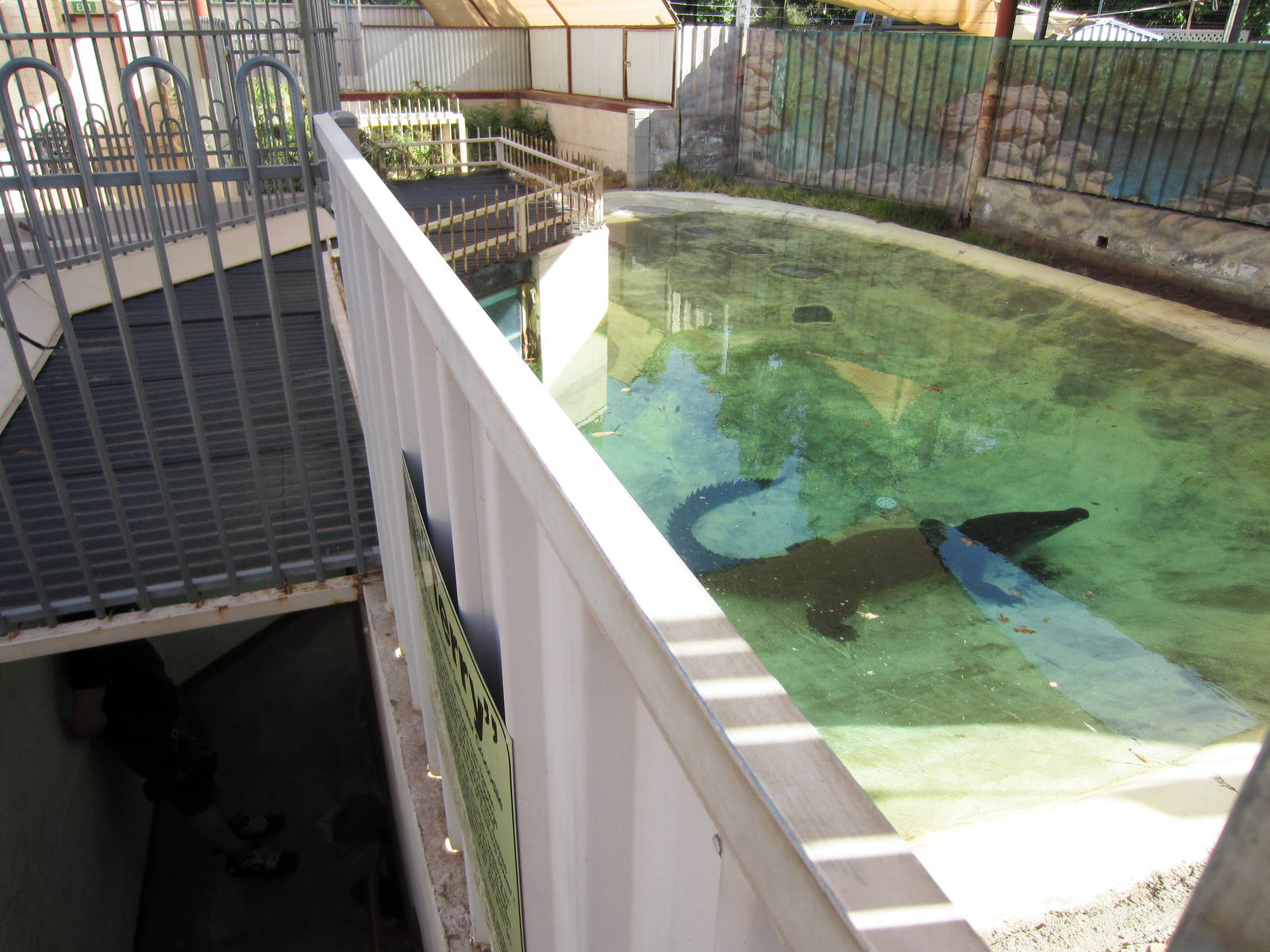 Saltwater Crocodile enclosure