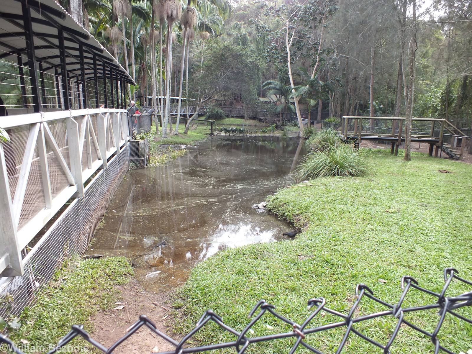 Saltwater Crocodile Enclosure