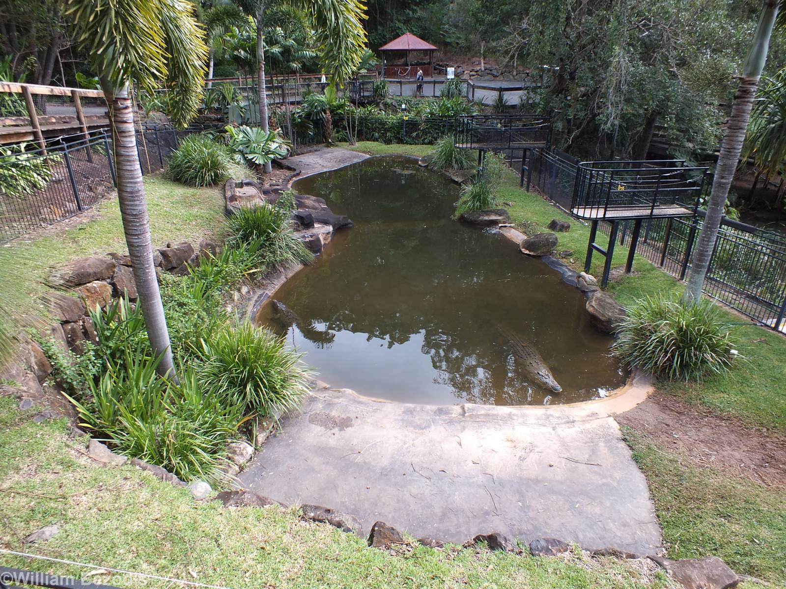 Saltwater Crocodile Enclosure